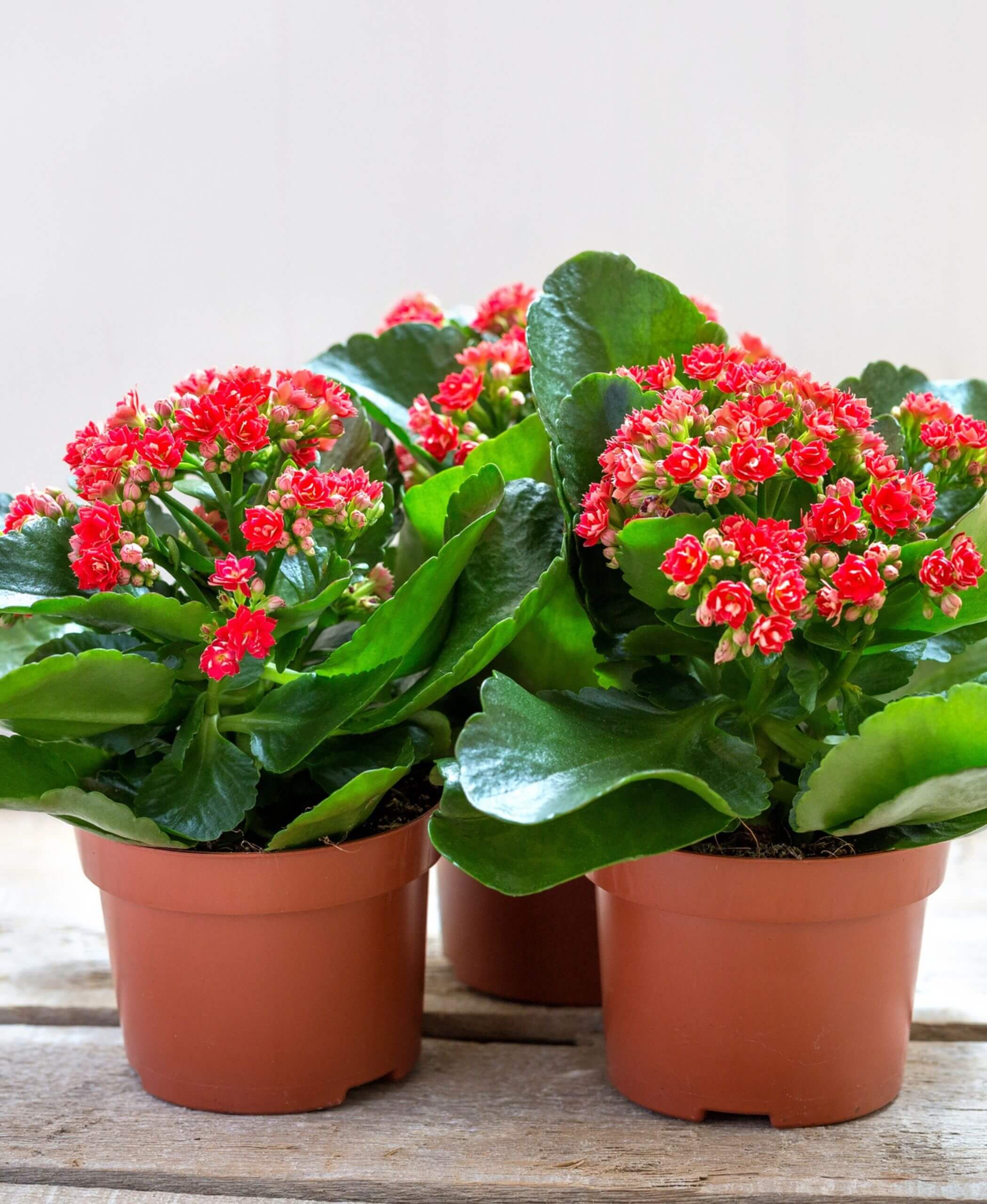 why is my flowering kalanchoe plant leggy? | bloomscape