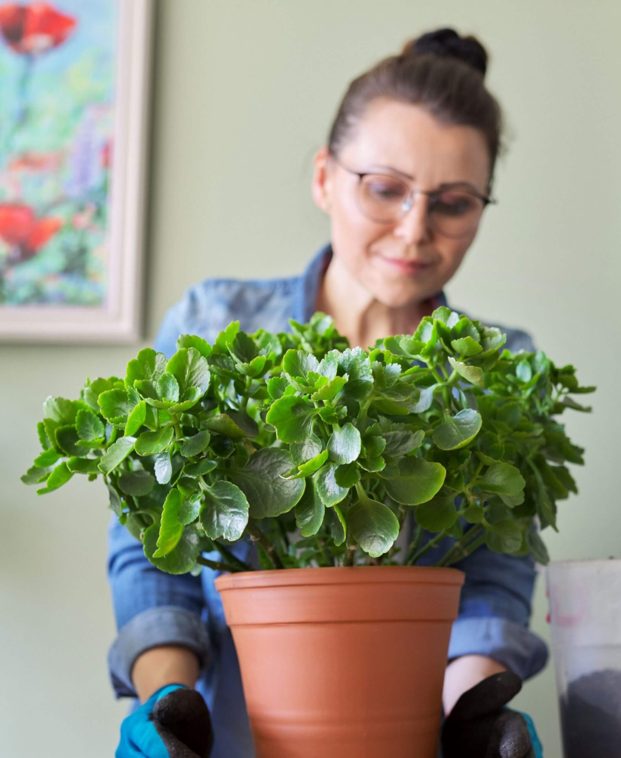 How to Make a Kalanchoe Bloom