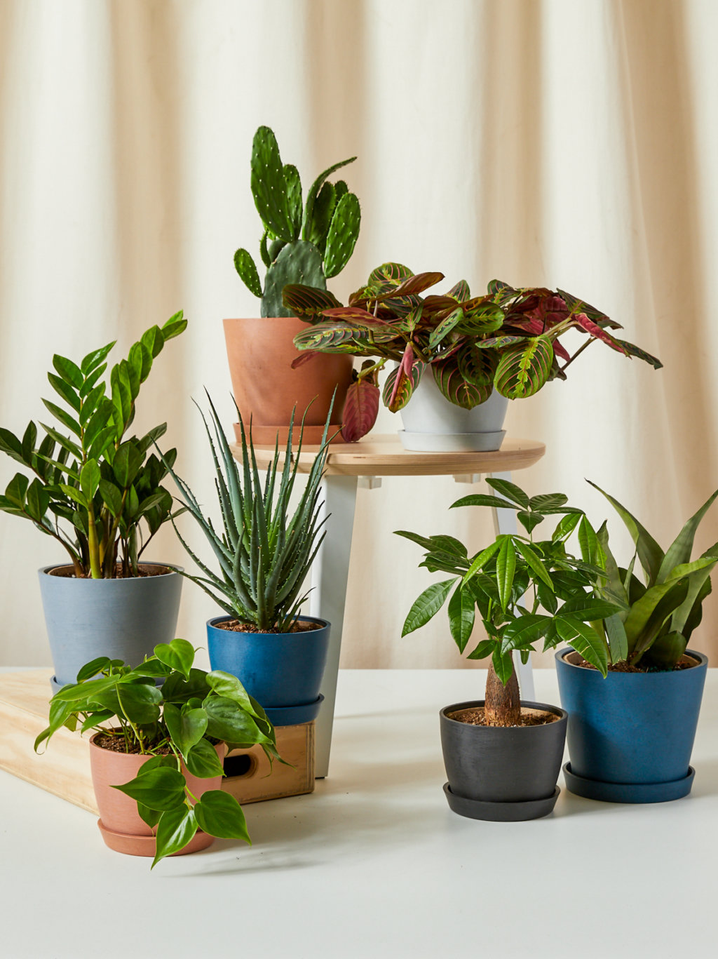 Potted Indoor Plant Gifts For Delivery 