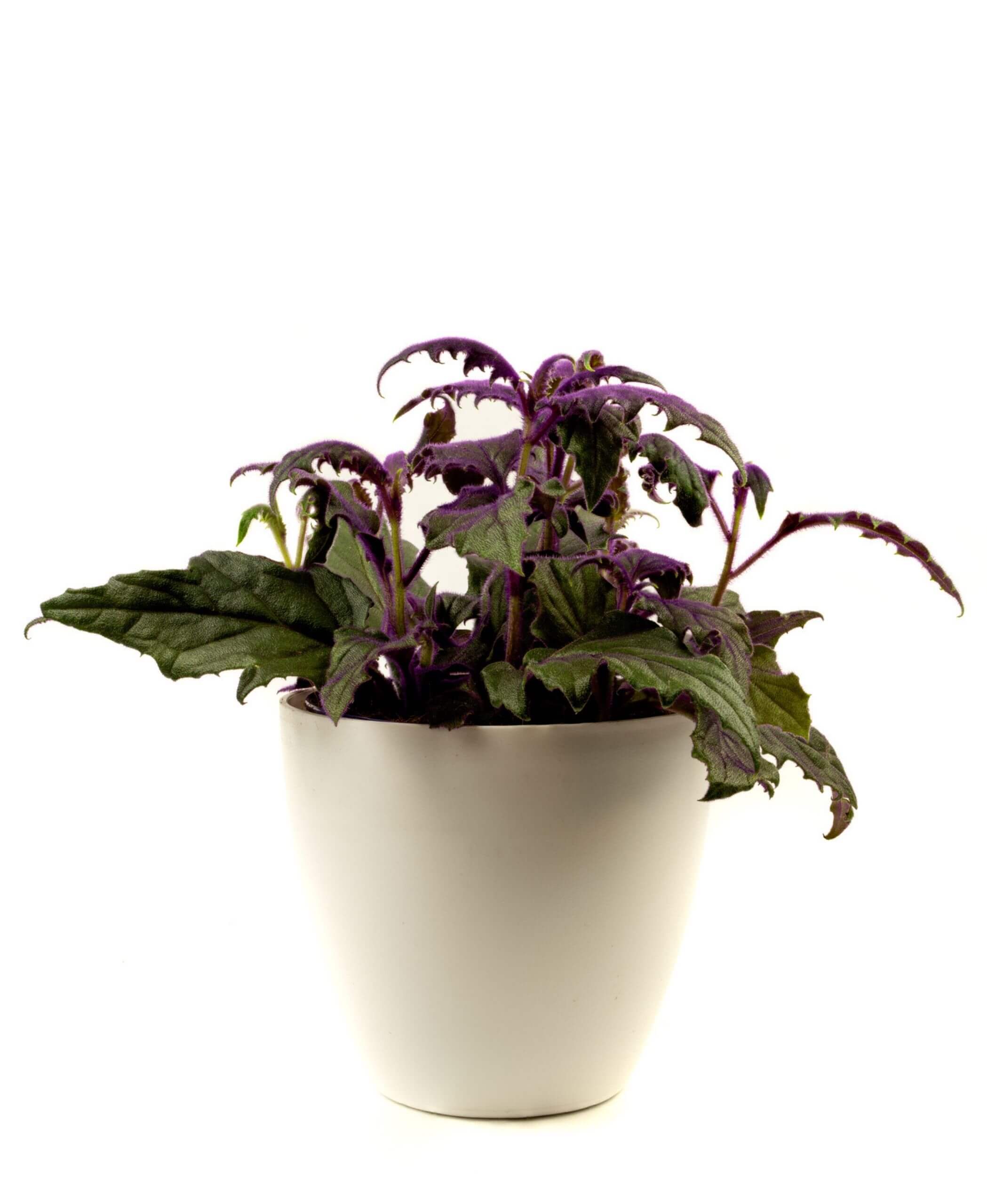 Courgette plant care: watering & more - Plantura