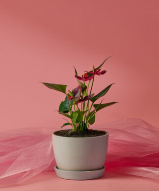 valentine's-day-red-anthurium