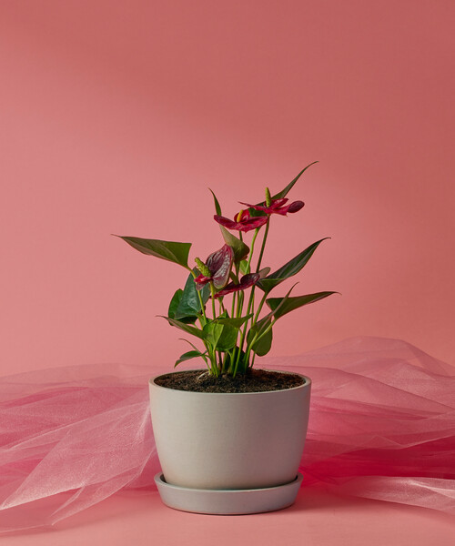 Image of Red Anthurium