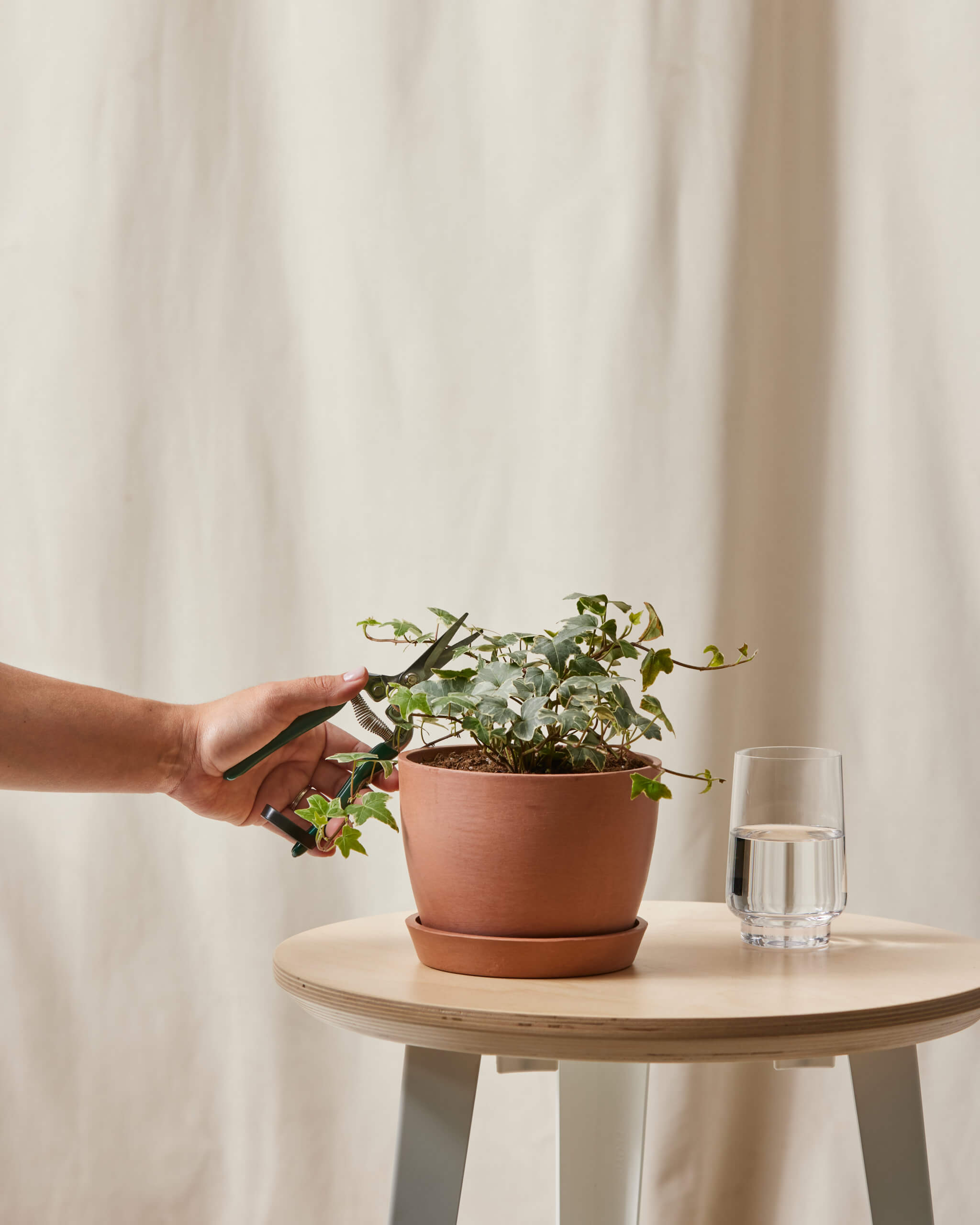 Bloomscape_IvyGlacier_small_CareProduct