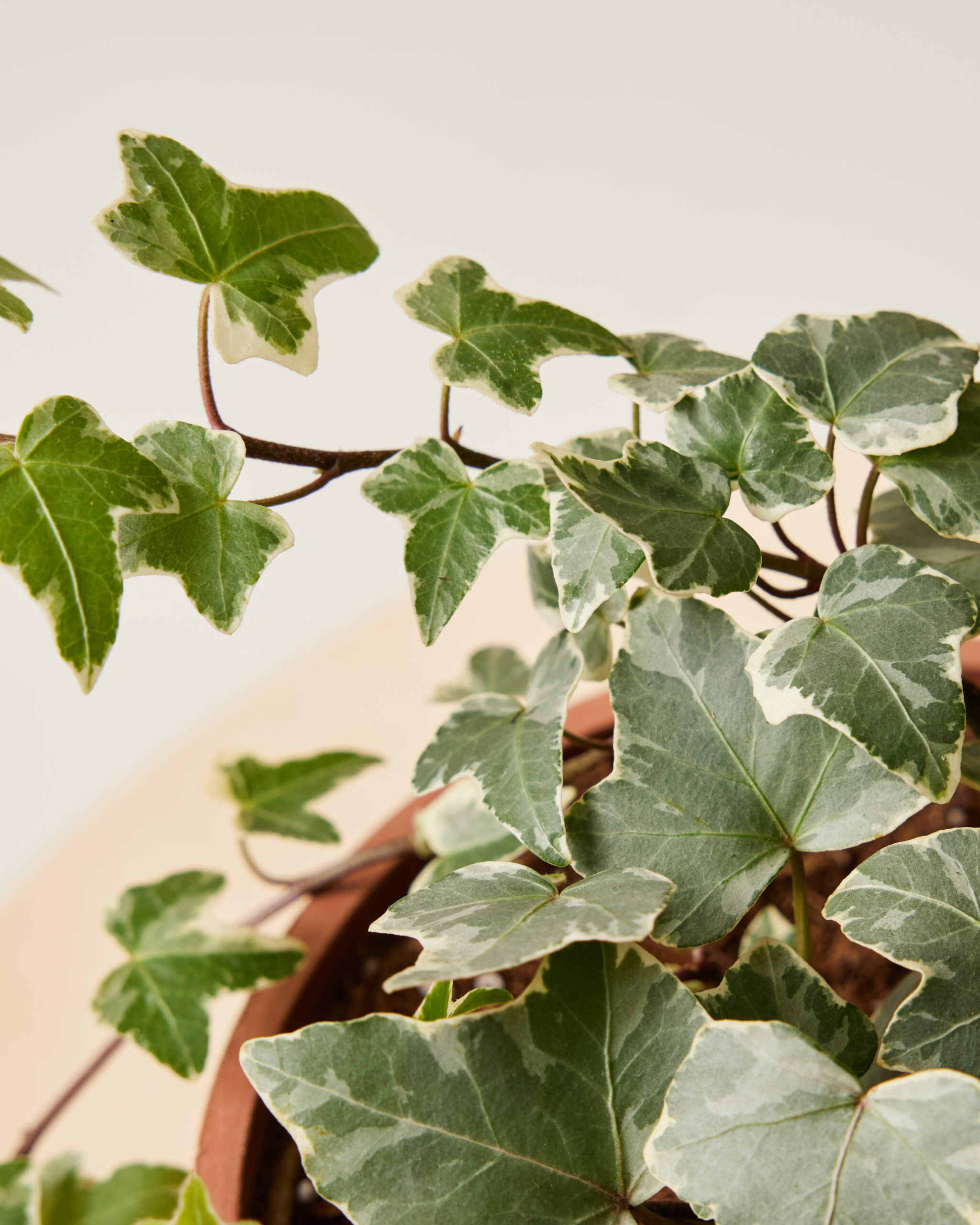 english ivy - Ivy browning leaves - Gardening & Landscaping Stack Exchange