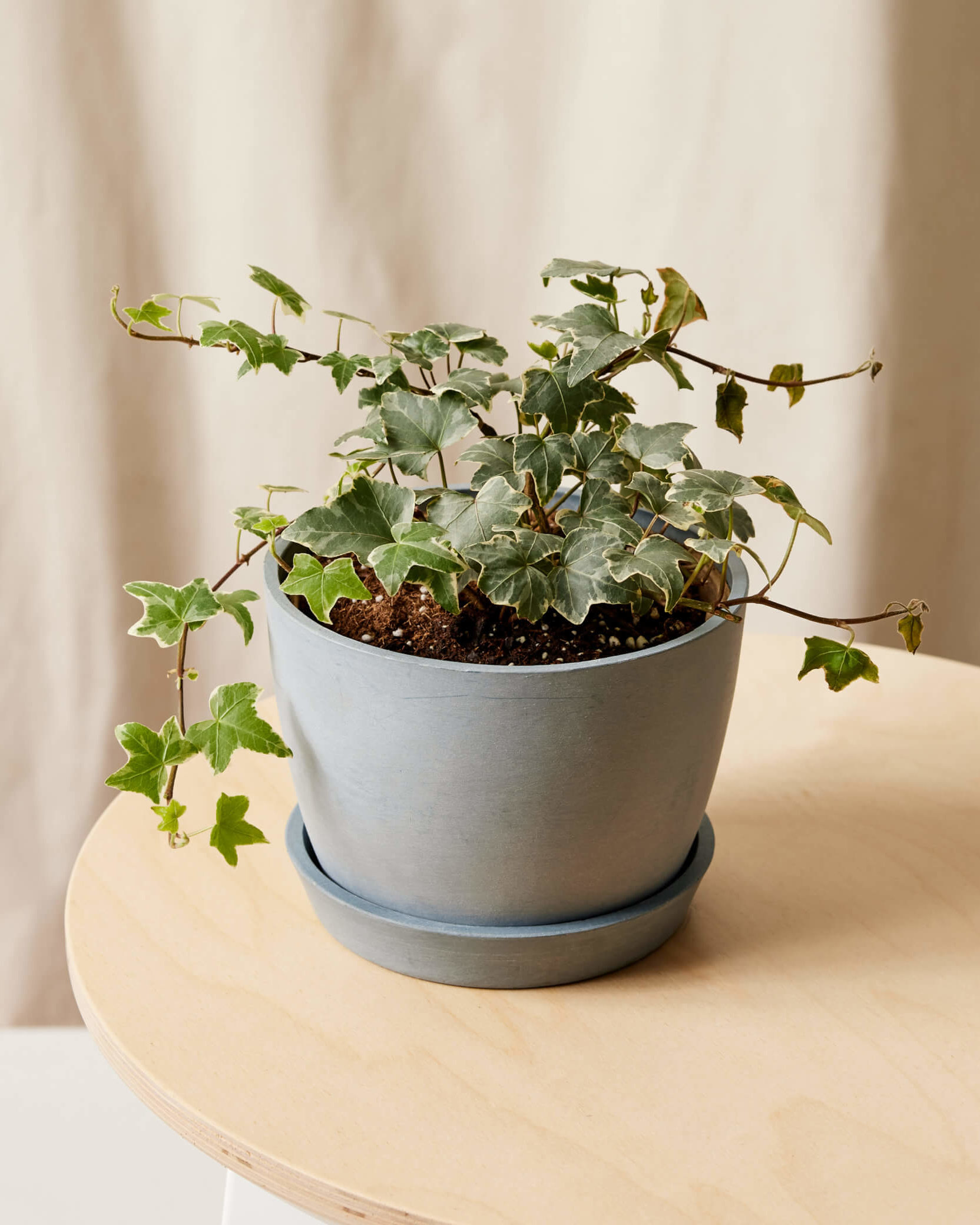 Bloomscape_IvyGlacier_small_slate_Angle2