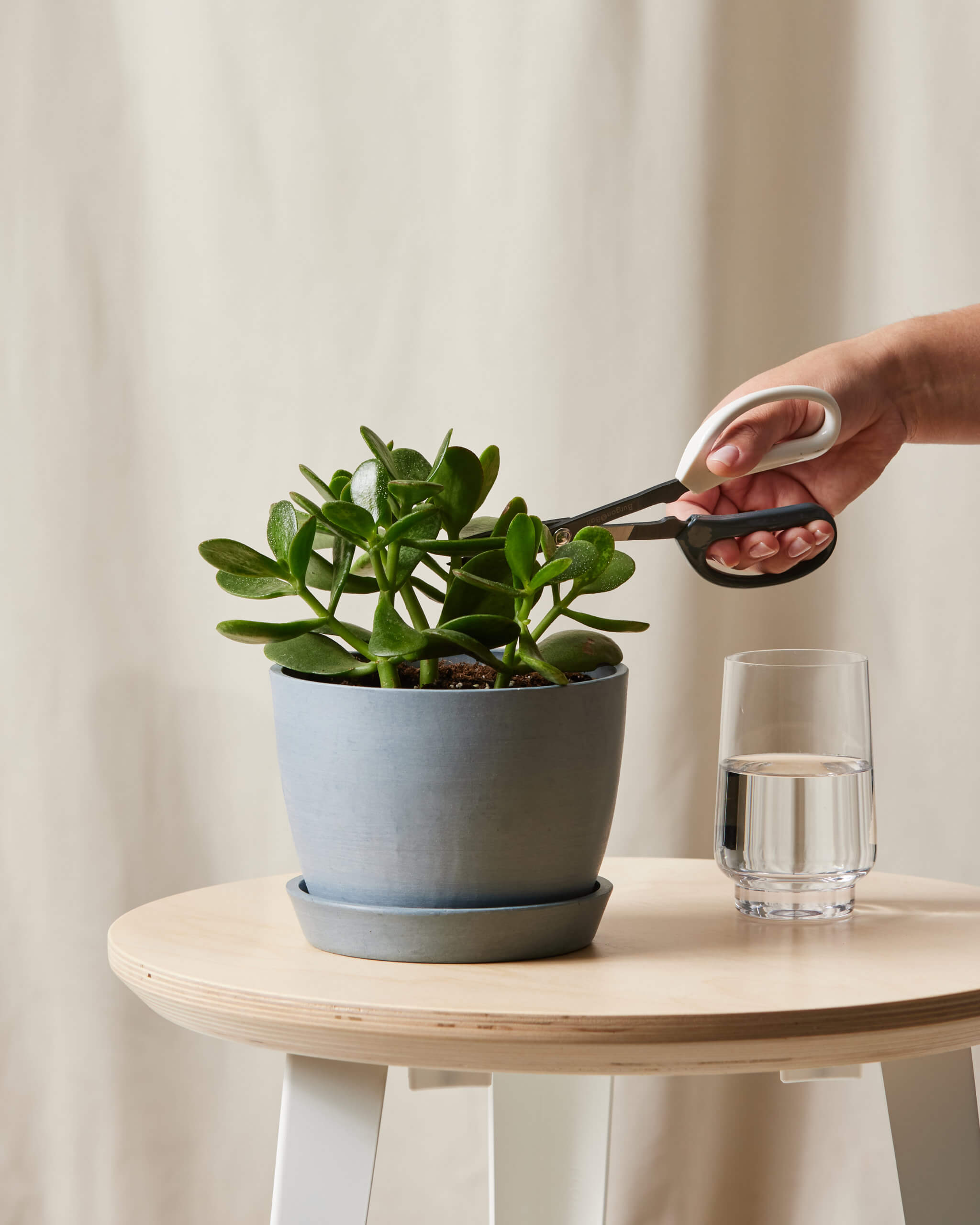 Bloomscape_Jade_small_CareProduct