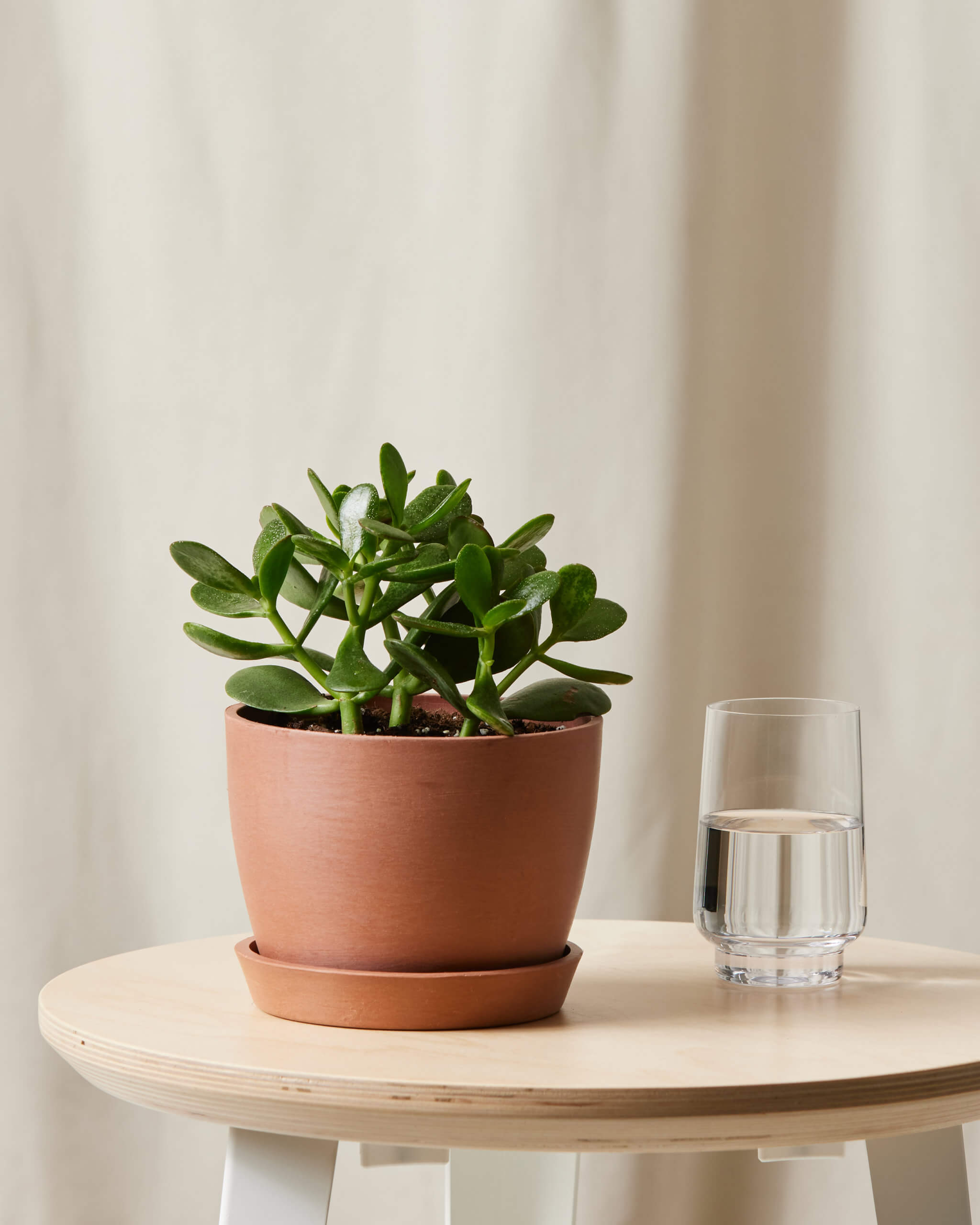 Bloomscape_Jade_small_clay