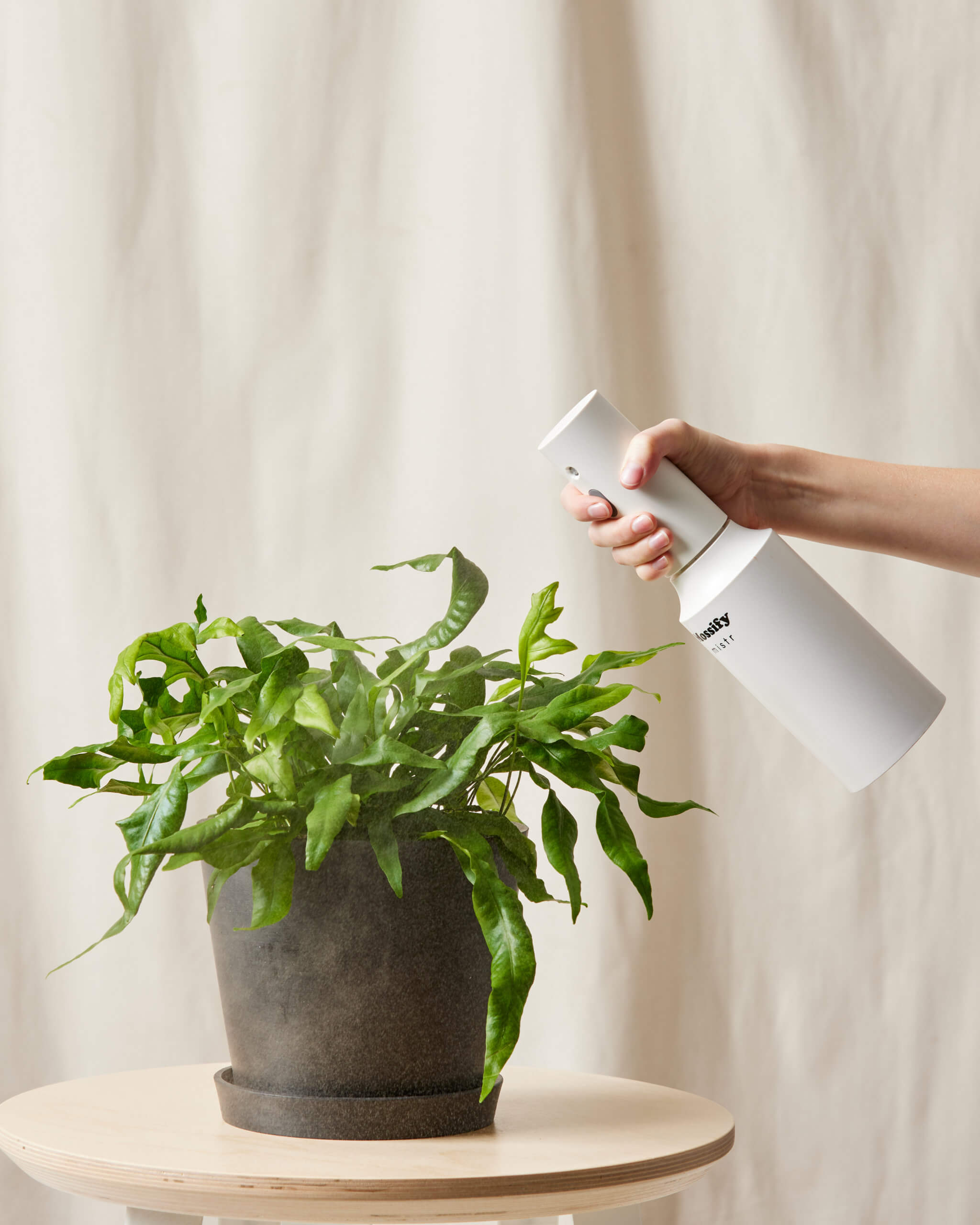 Bloomscape_KangarooFernAlternate_Medium_Charcoal_CareProduct_Mister