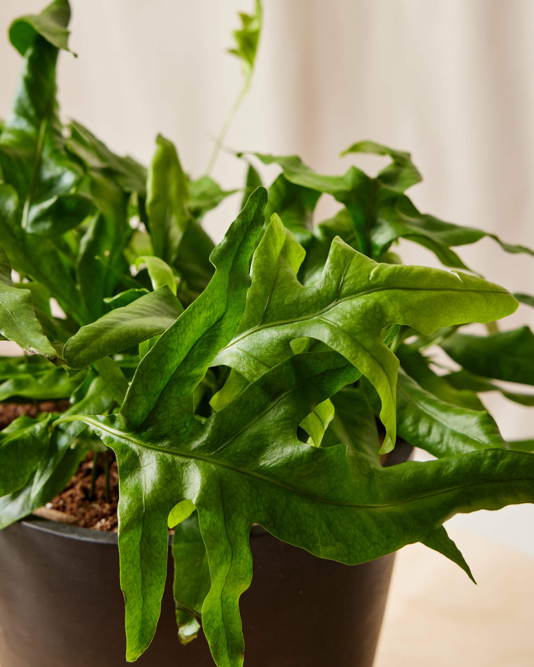 Bloomscape_KangarooFernAlternate_Medium_Charcoal_Detail