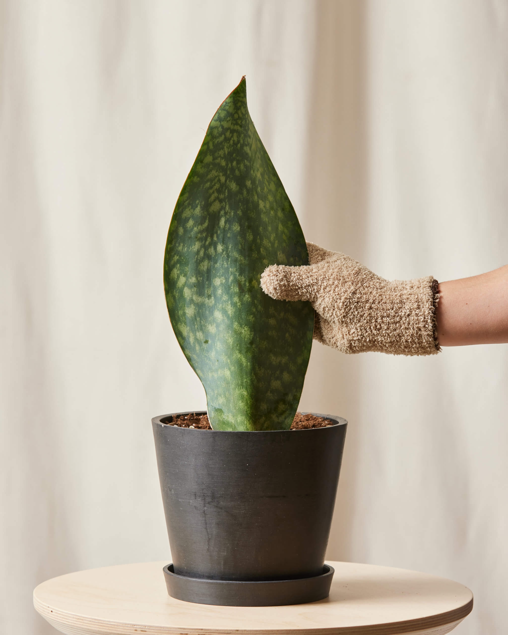 Whale Fin Sansevieria