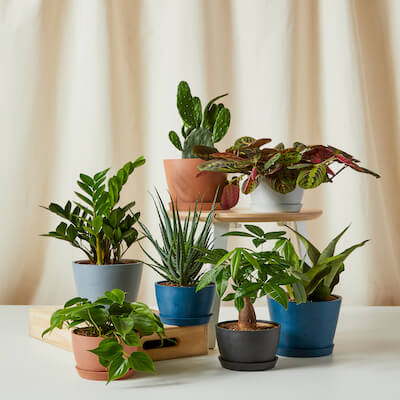 Group of plants under $75