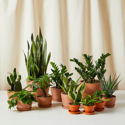 Group of low maintenance plants