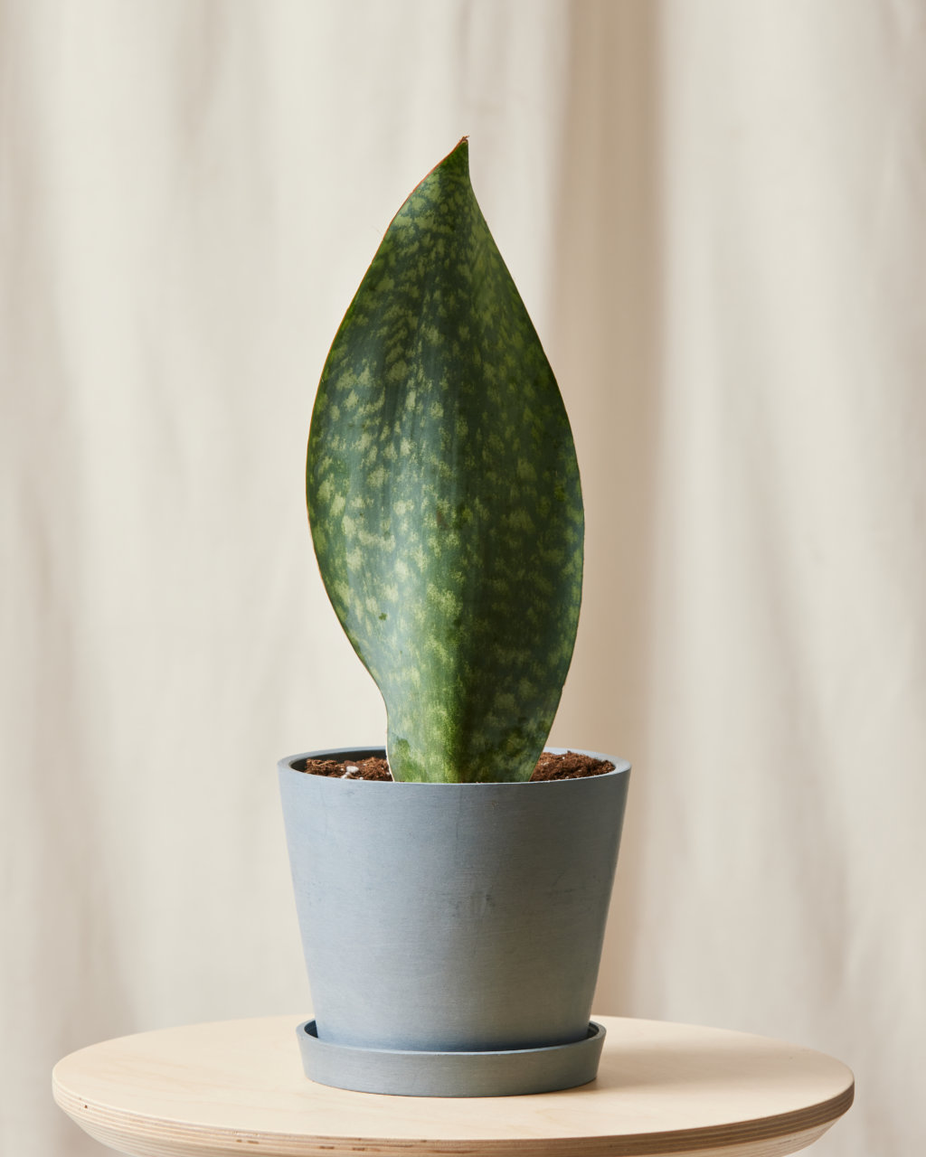 The 2022 Holiday Gift Guide - Bloomscape