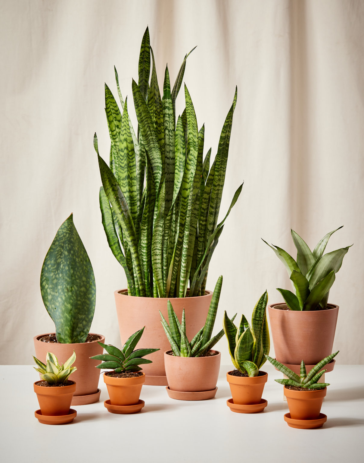 Easiest Houseplants That Anyone Can Grow | Bloomscape