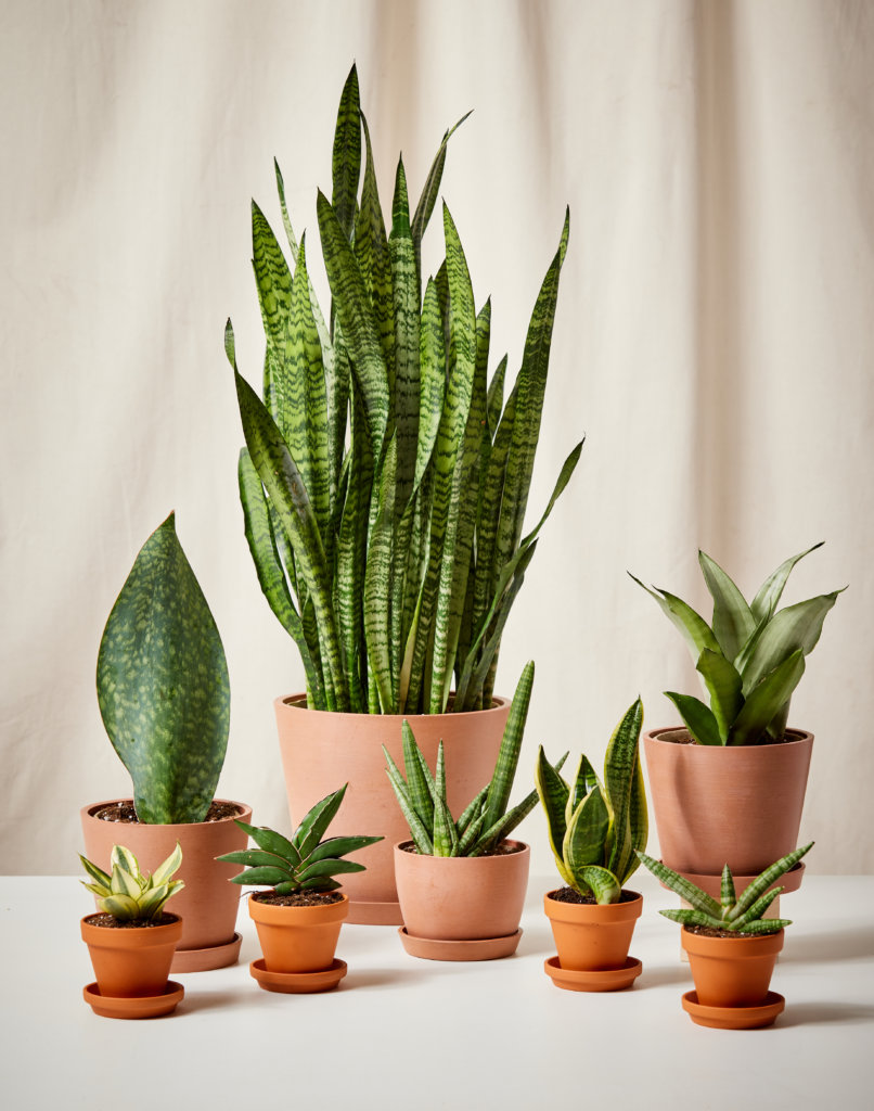 Summary Of Indoor Plants That Anyone Can Grow 2000 Daily