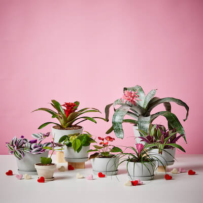 Group of plants for Valentines Day gifts