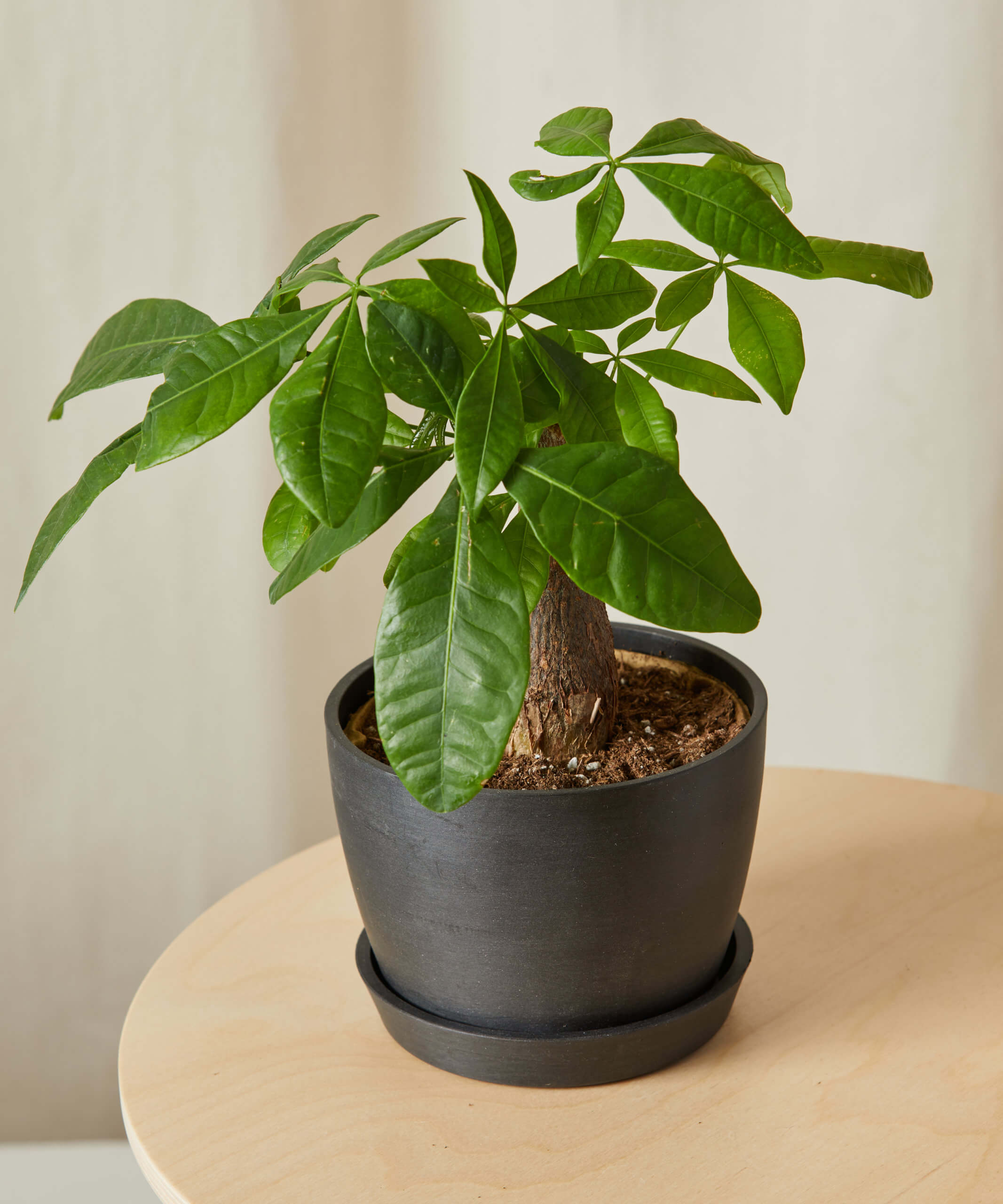 Where to purchase on sale a money tree