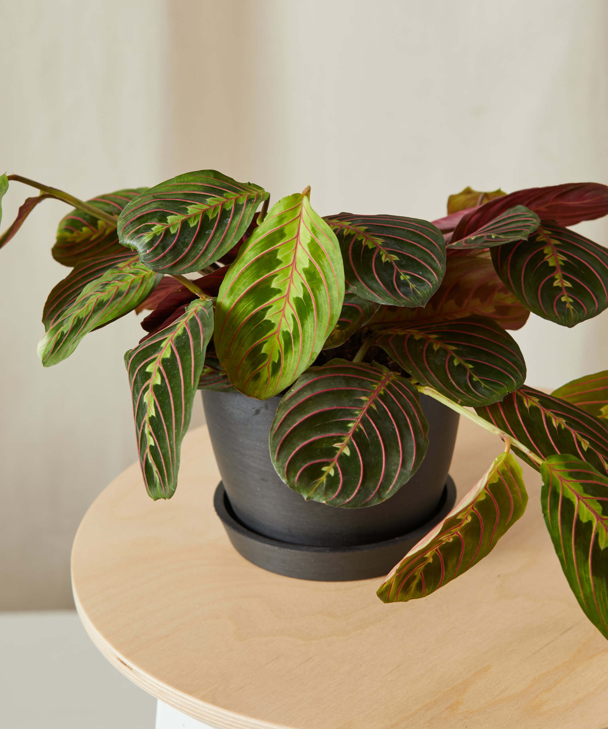 buy potted red prayer plant (maranta) - bloomscape
