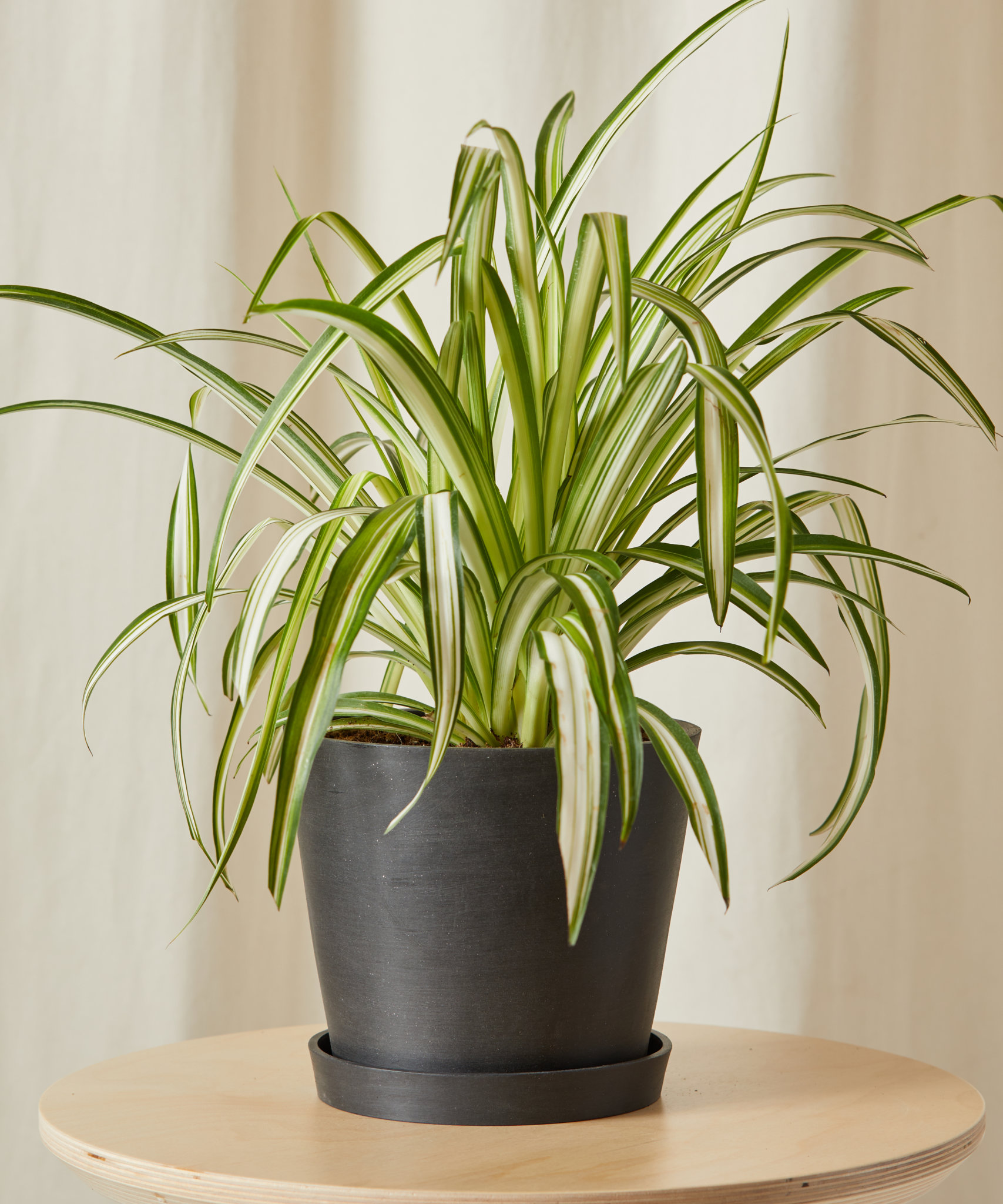 8+ Spider Plant Where To Buy Buy Potted Spider Plant Indoor Plant | Bloomscape