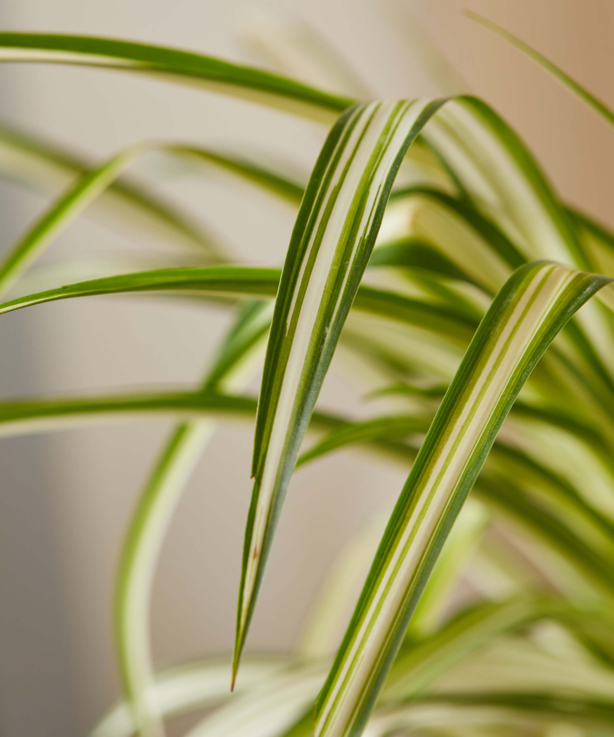 Pro Guide to Spider Plant Care - Spider Plant Growing Tips
