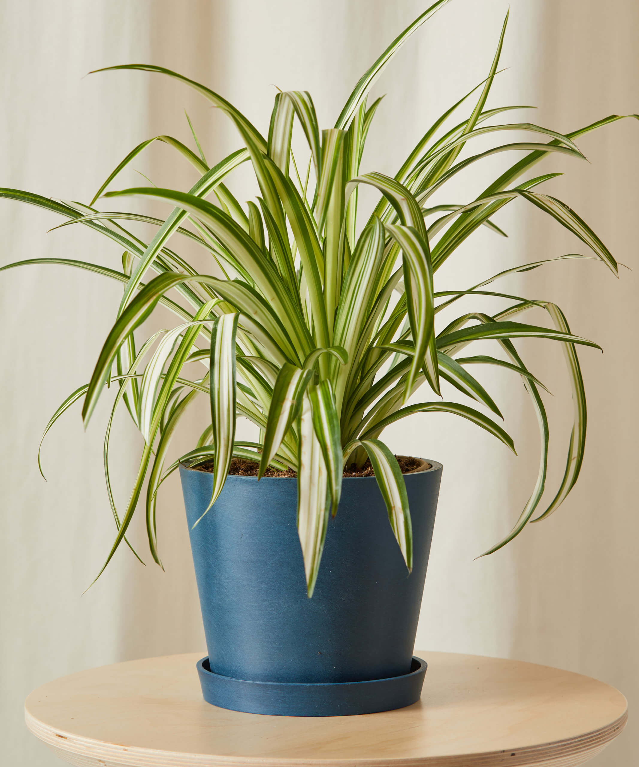Spider Plant - Thumbnail 5