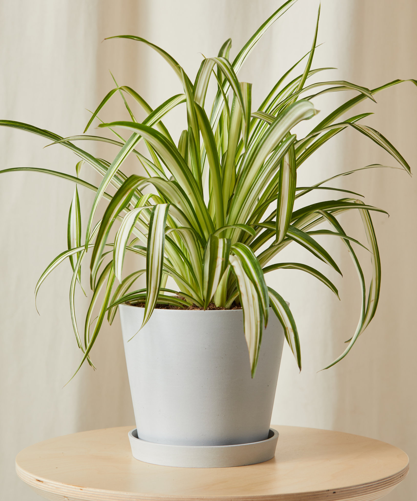 plants-shipped-to-you-bloomscape