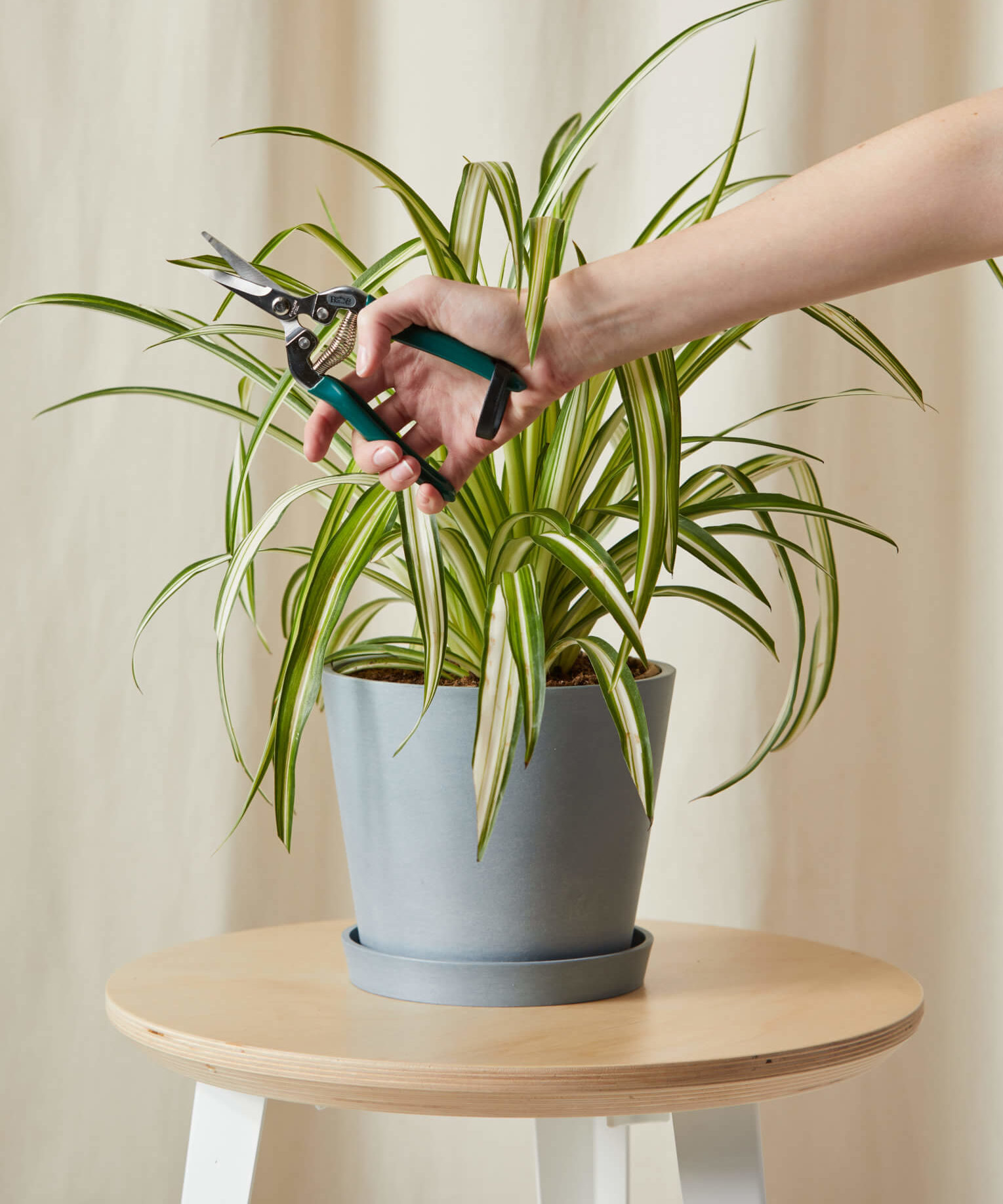 bloomscape_spider-plant_medium_stone_care-product1