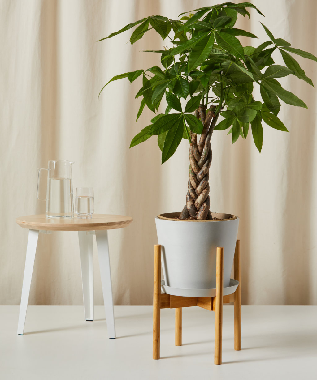 Money Tree – Easy-Care Indoor Plant | Bloomscape