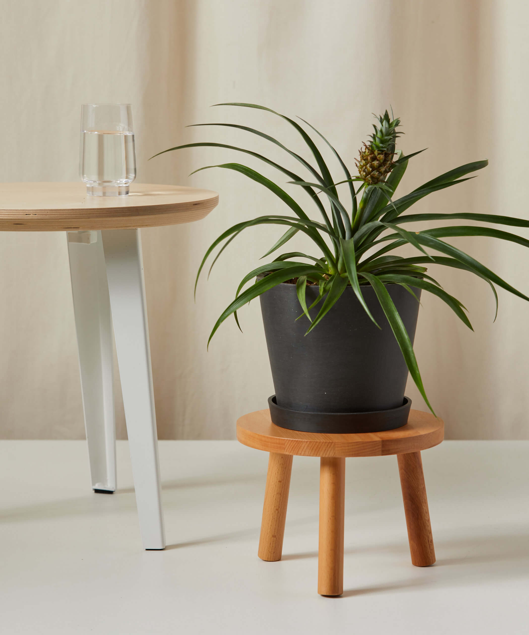 bloomscape_wooden-plant-stool_beech_pineapple