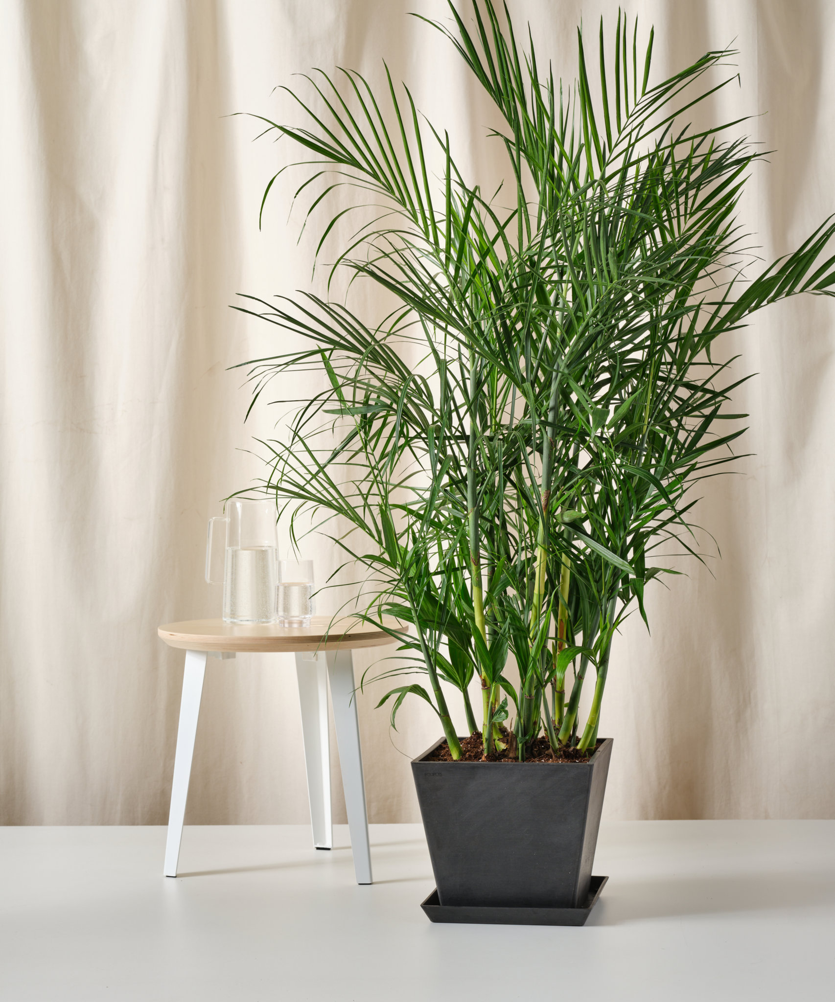 Bloomscape | 10 Tropical Indoor Plants For Staycation Vibes