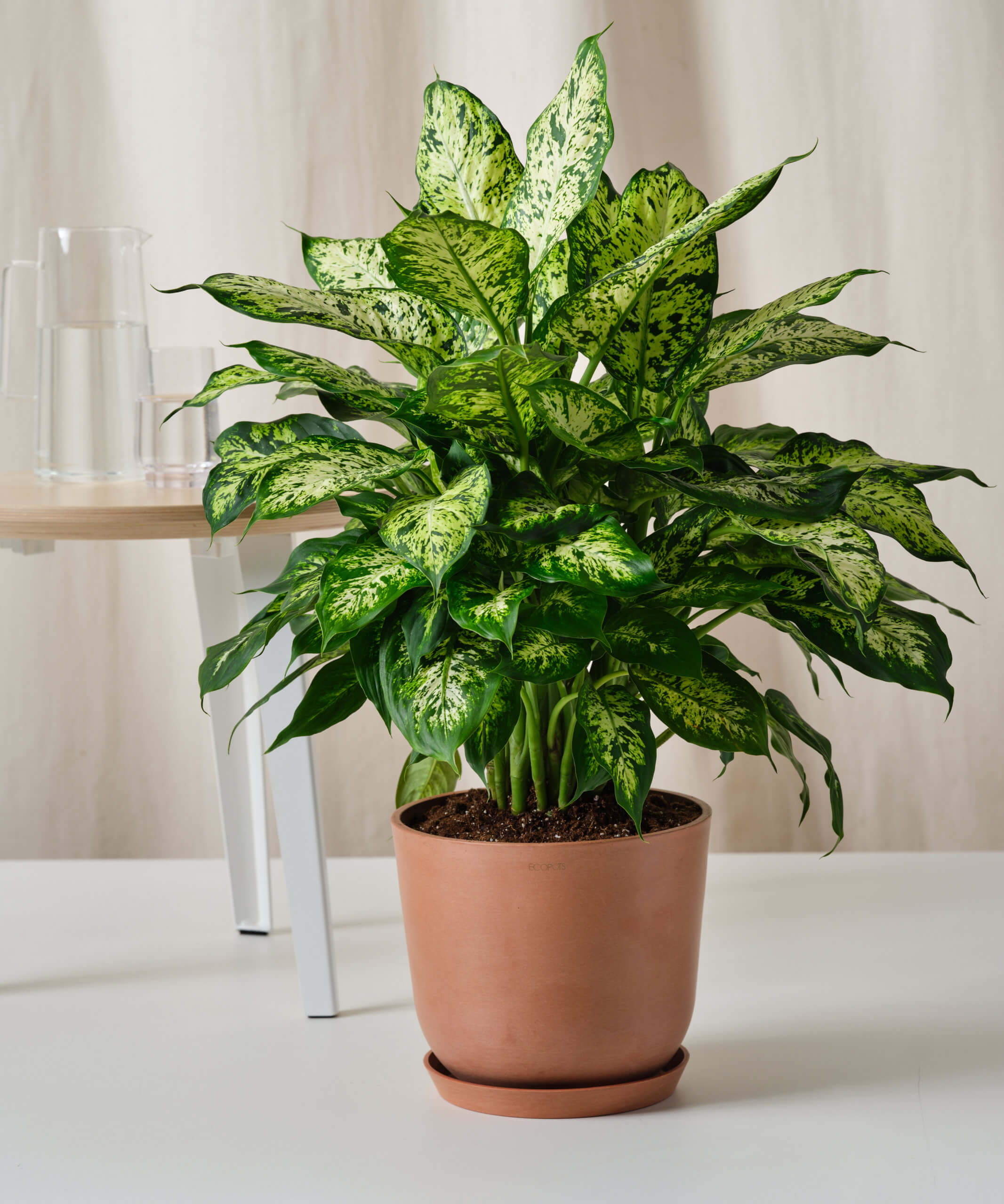 Dieffenbachia Care