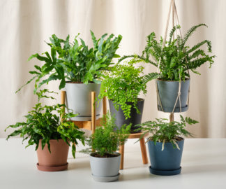 6 Ferns For Every Room In Your Home - Bloomscape