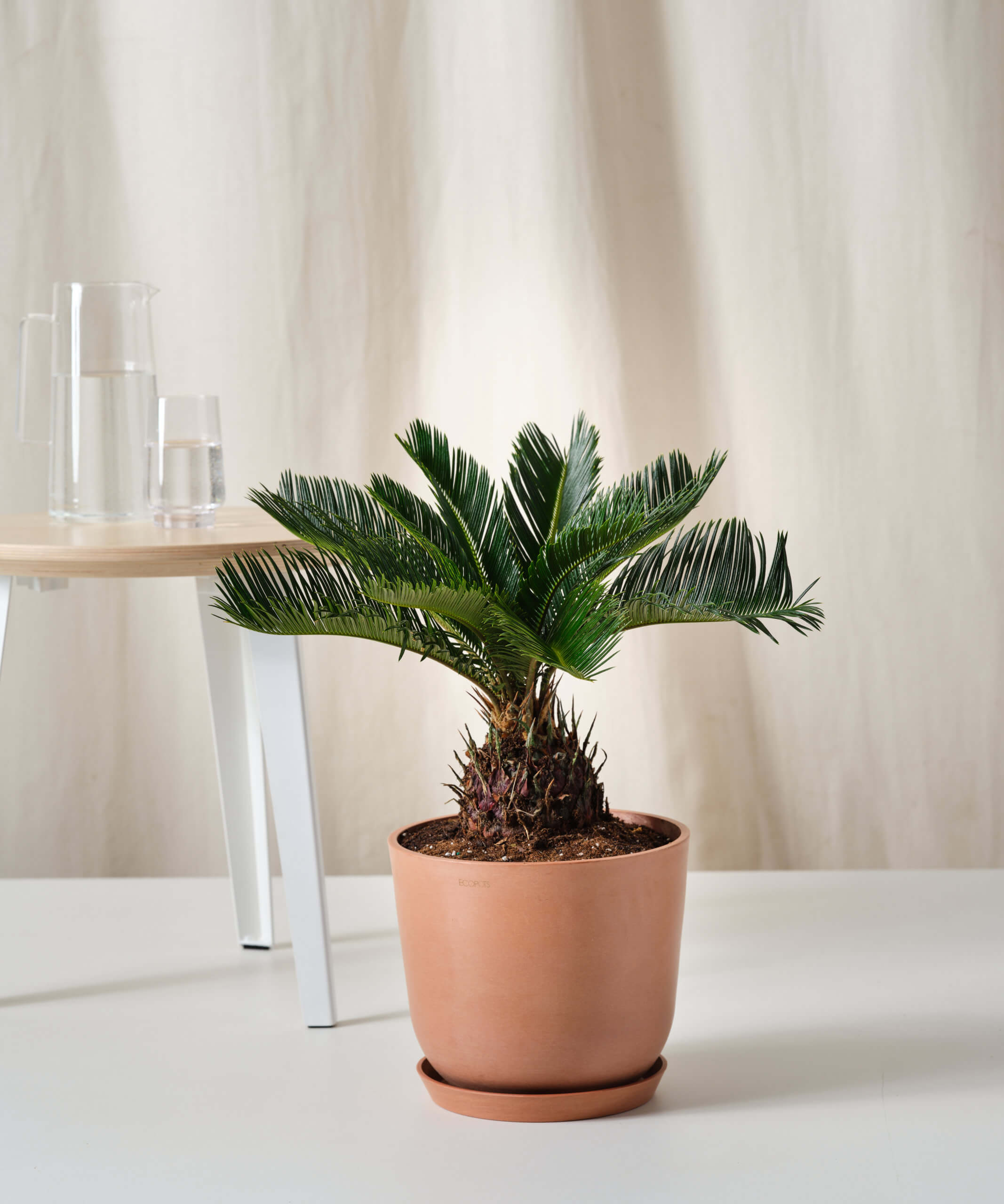 Sago Palm