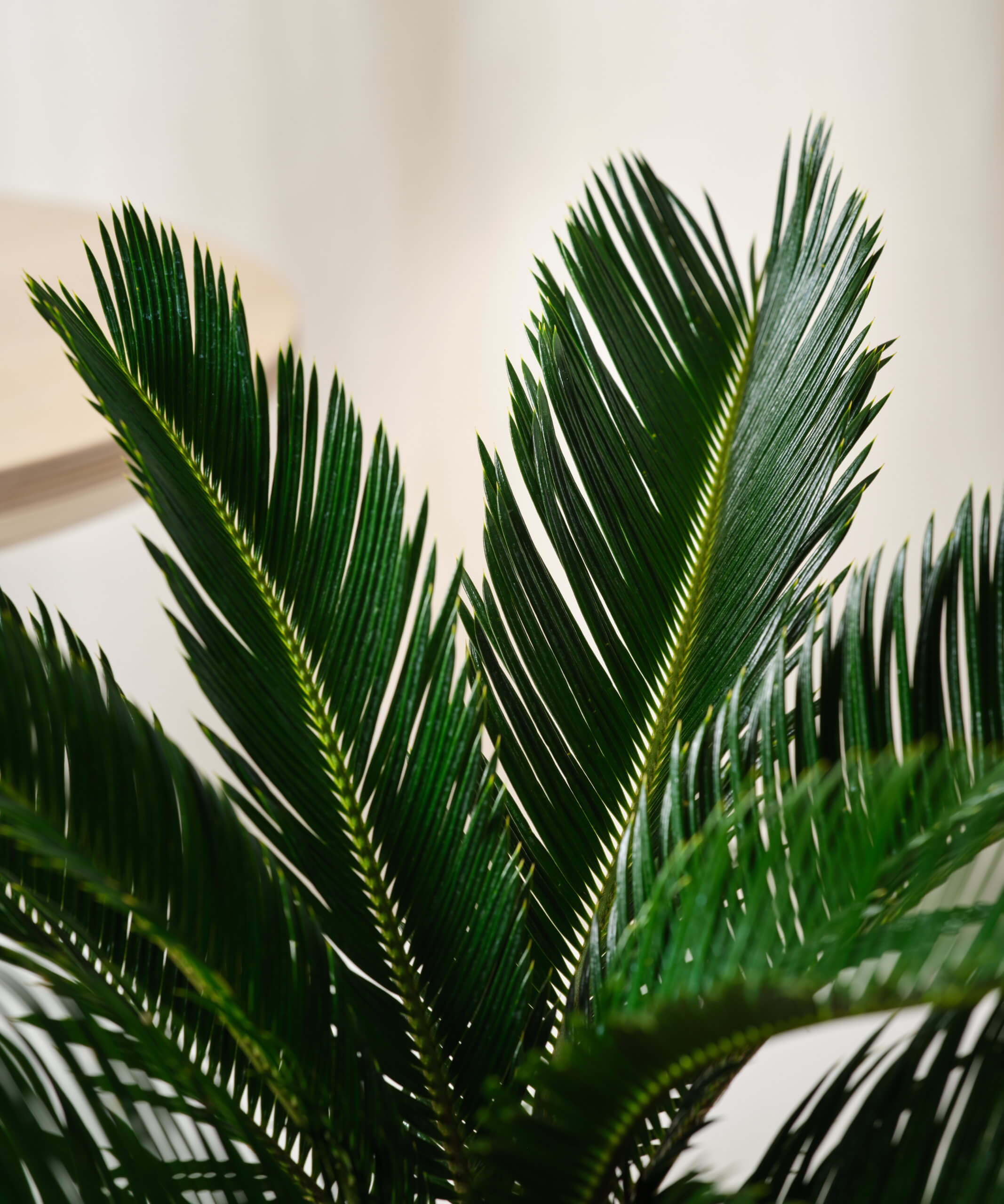 Why are my Sago Palm's leaves yellowing? - Bloomscape