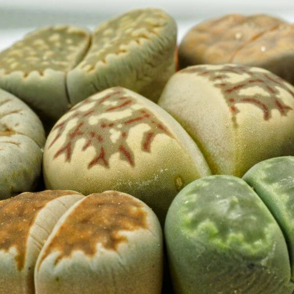 Lithops | Plantastic