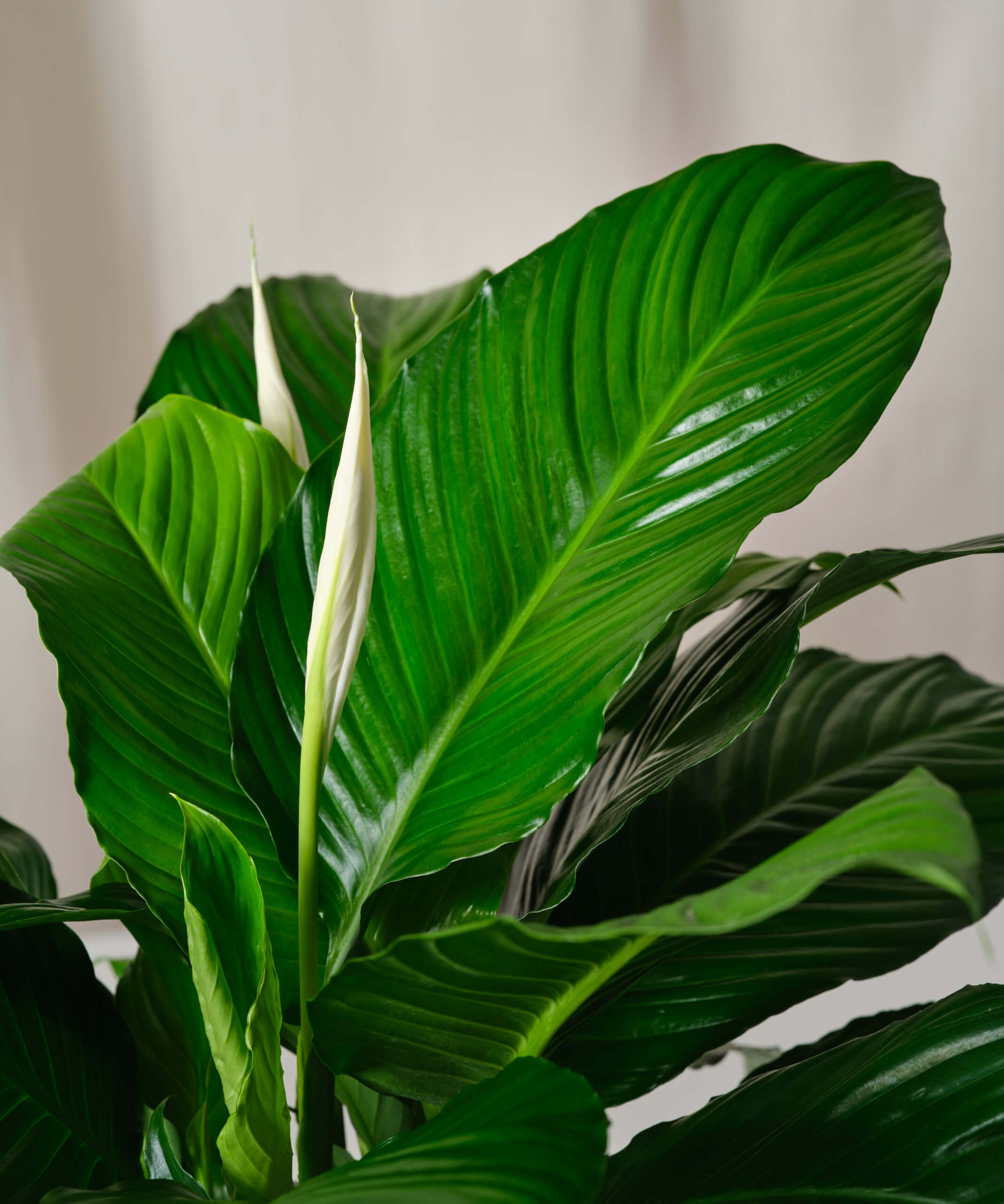 Peace Lily Care