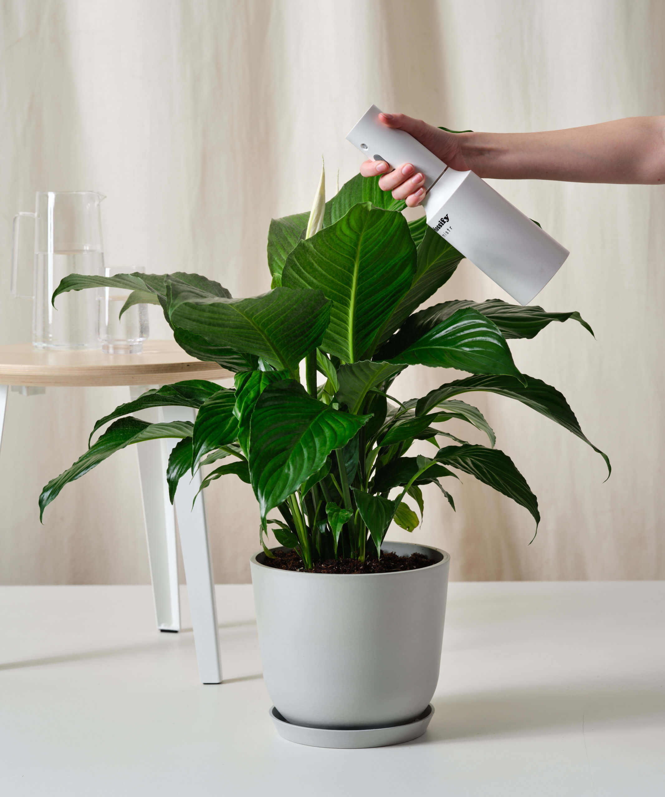peace lily 101: how to care for peace lilies | bloomscape