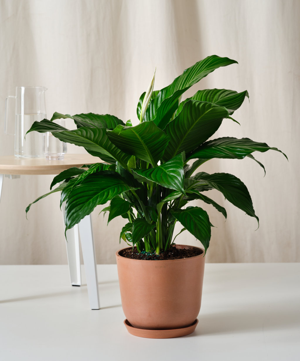 Dorotheanthus Mezoo Care Guide Bloomscape