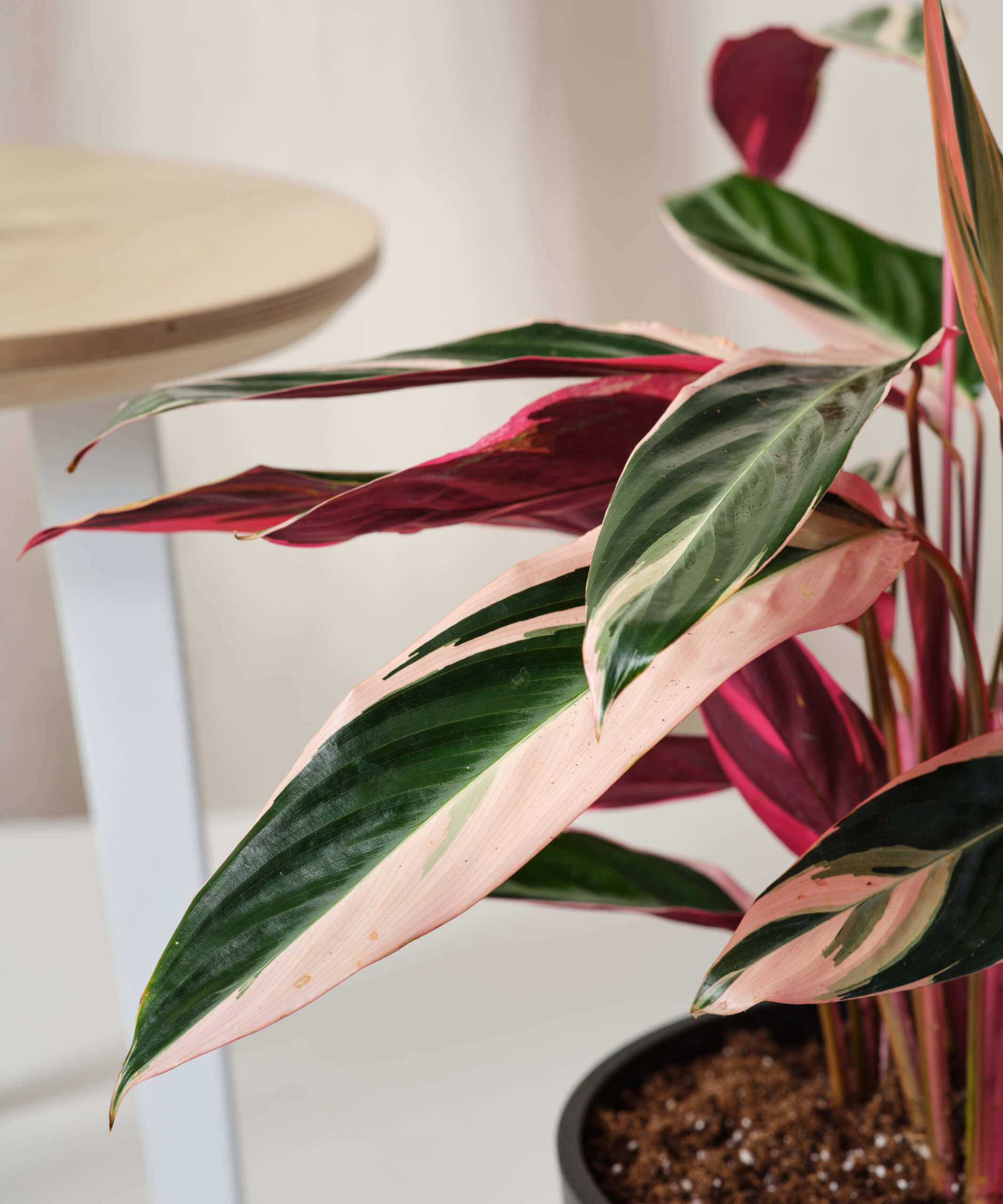 bloomscape_stomanthe-tricolor_10in_detail Buy Bloomscape Stromanthe Indoor Plant