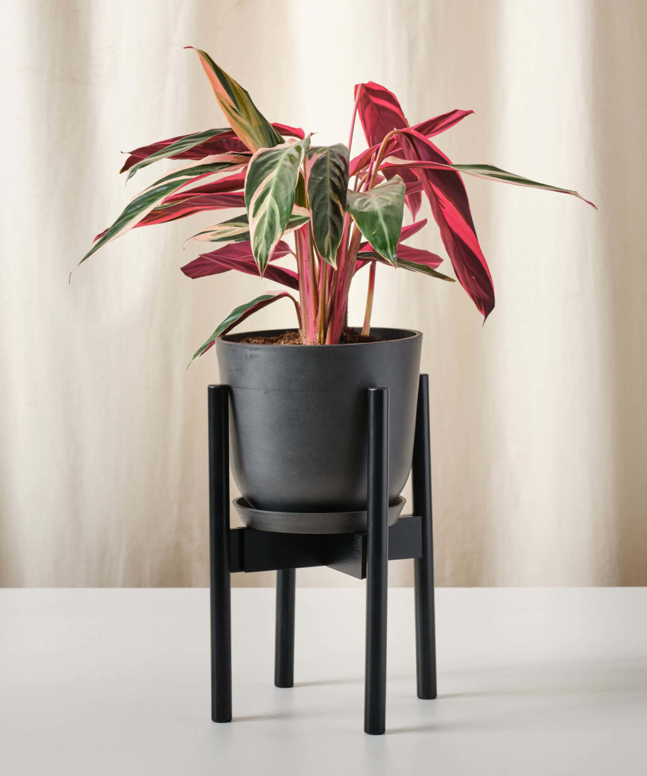 Buy Potted Philodendron Heartleaf, Indoor Houseplant Bloomscape