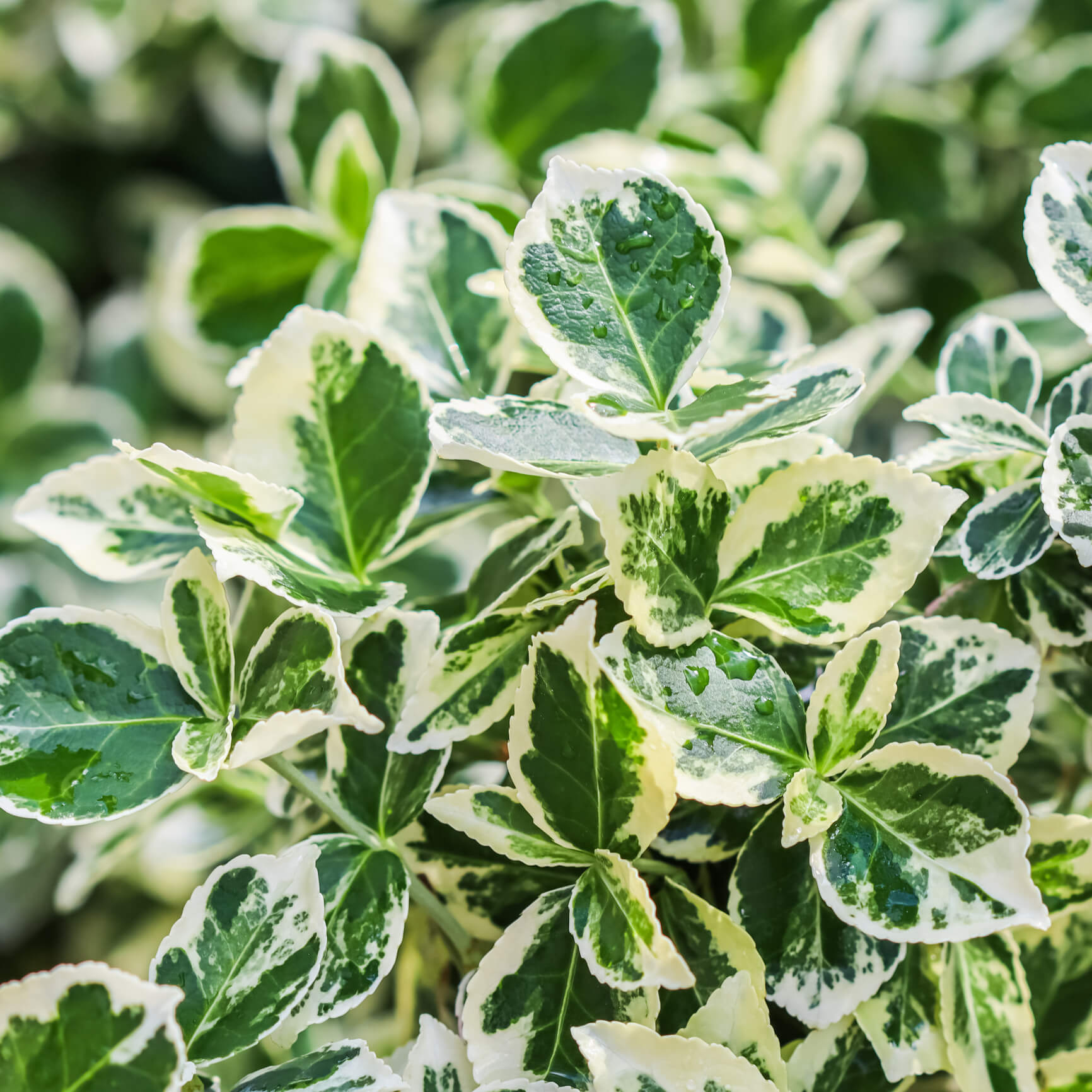 Euonymus