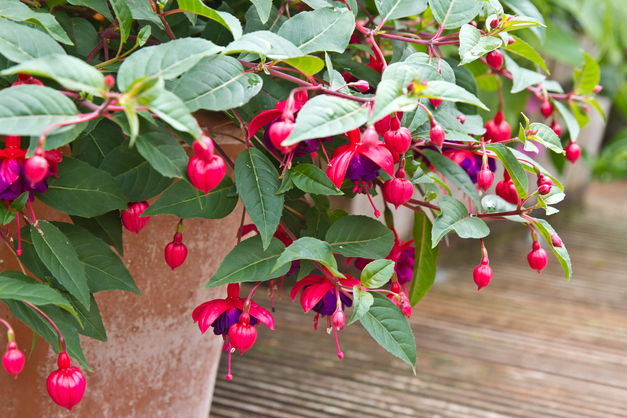 Fuchsia Care