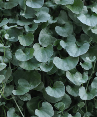 Dichondra Silver Falls Detail