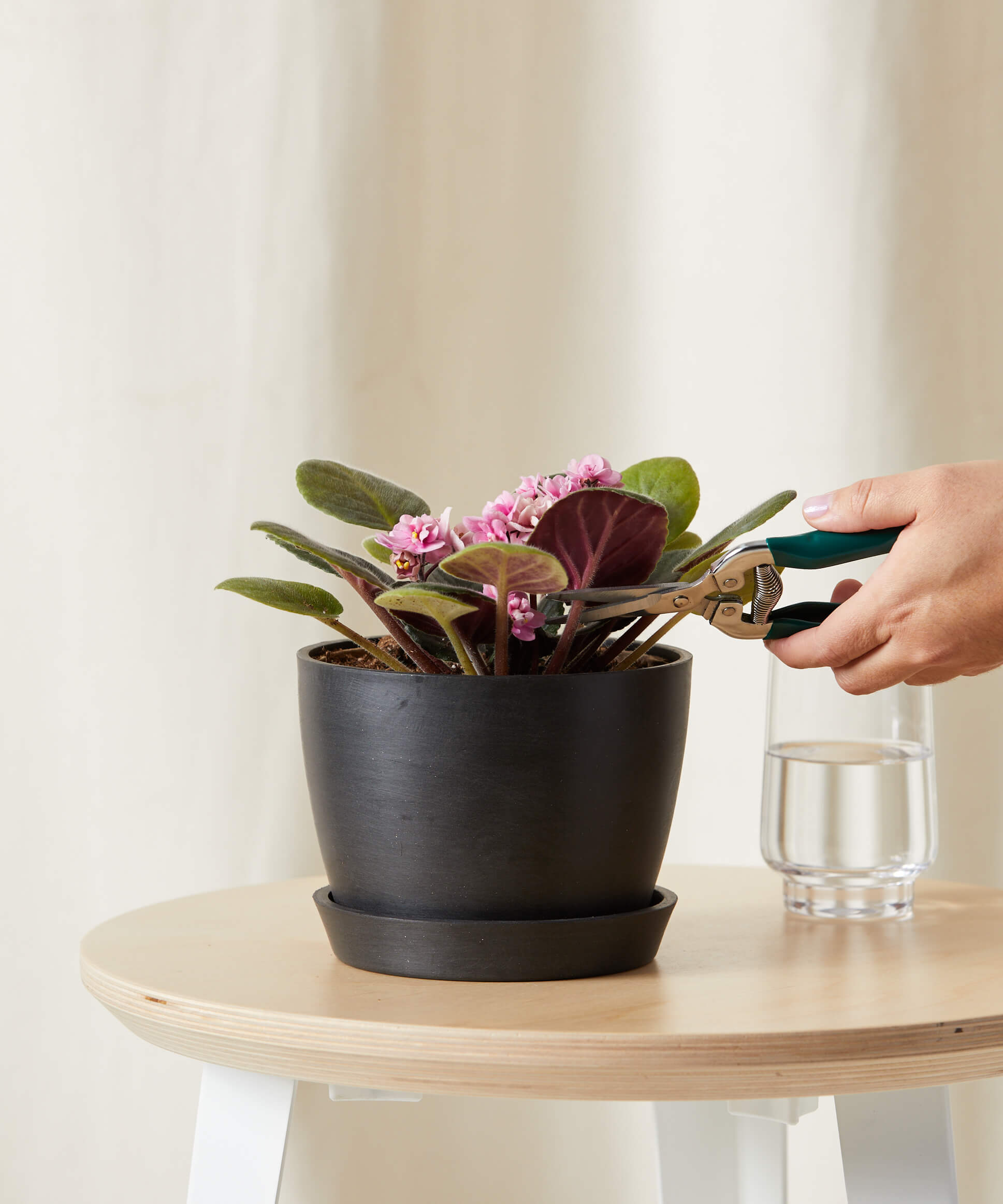 bloomscape_african-violet-pink_small_care-product