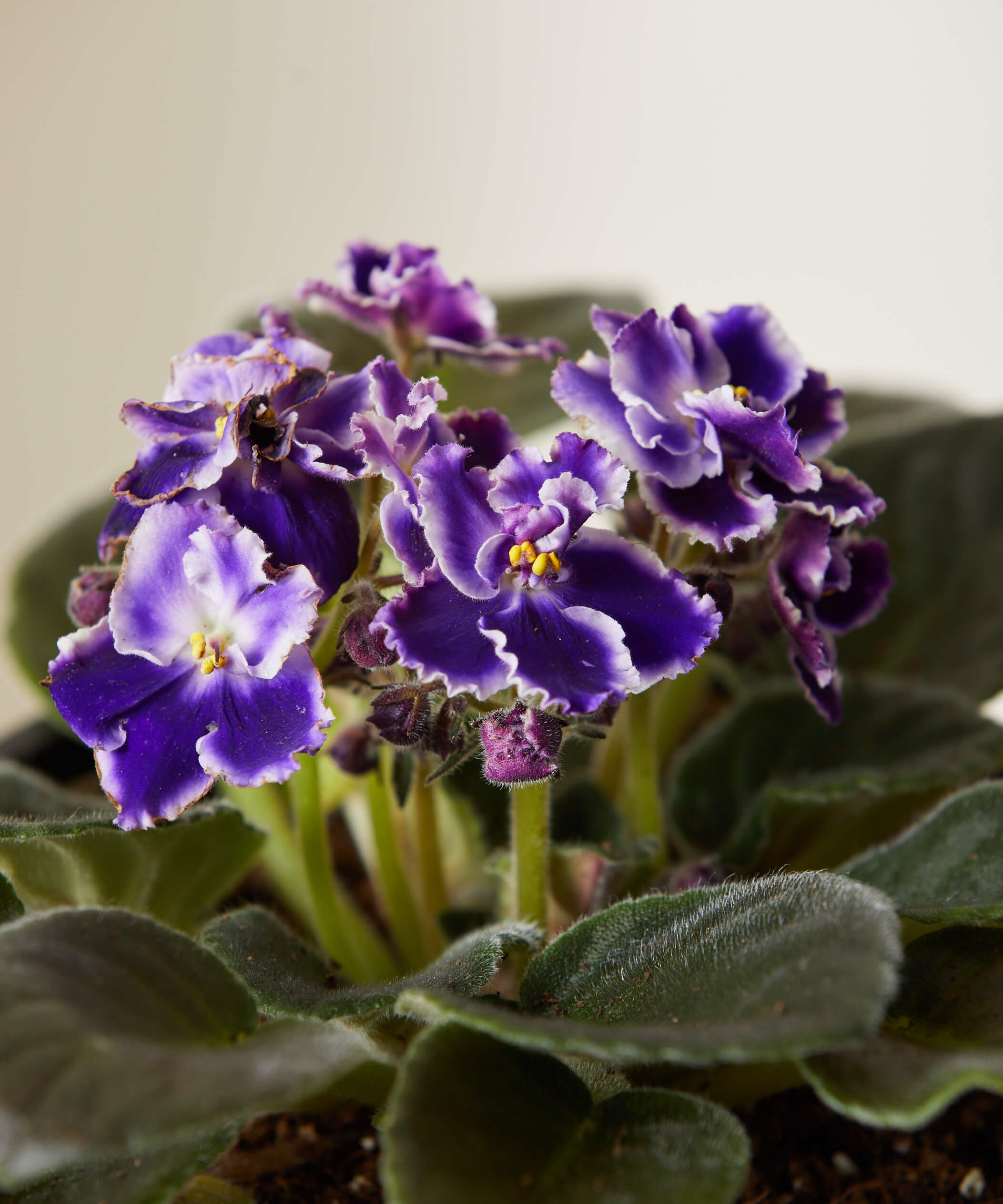 bloomscape_african-violet_bi-color_small_detail1