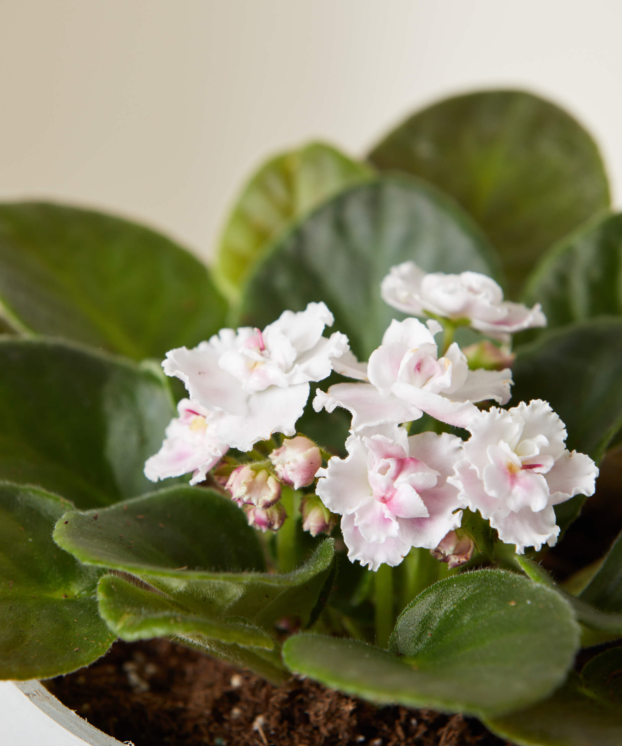 white spots on african violets