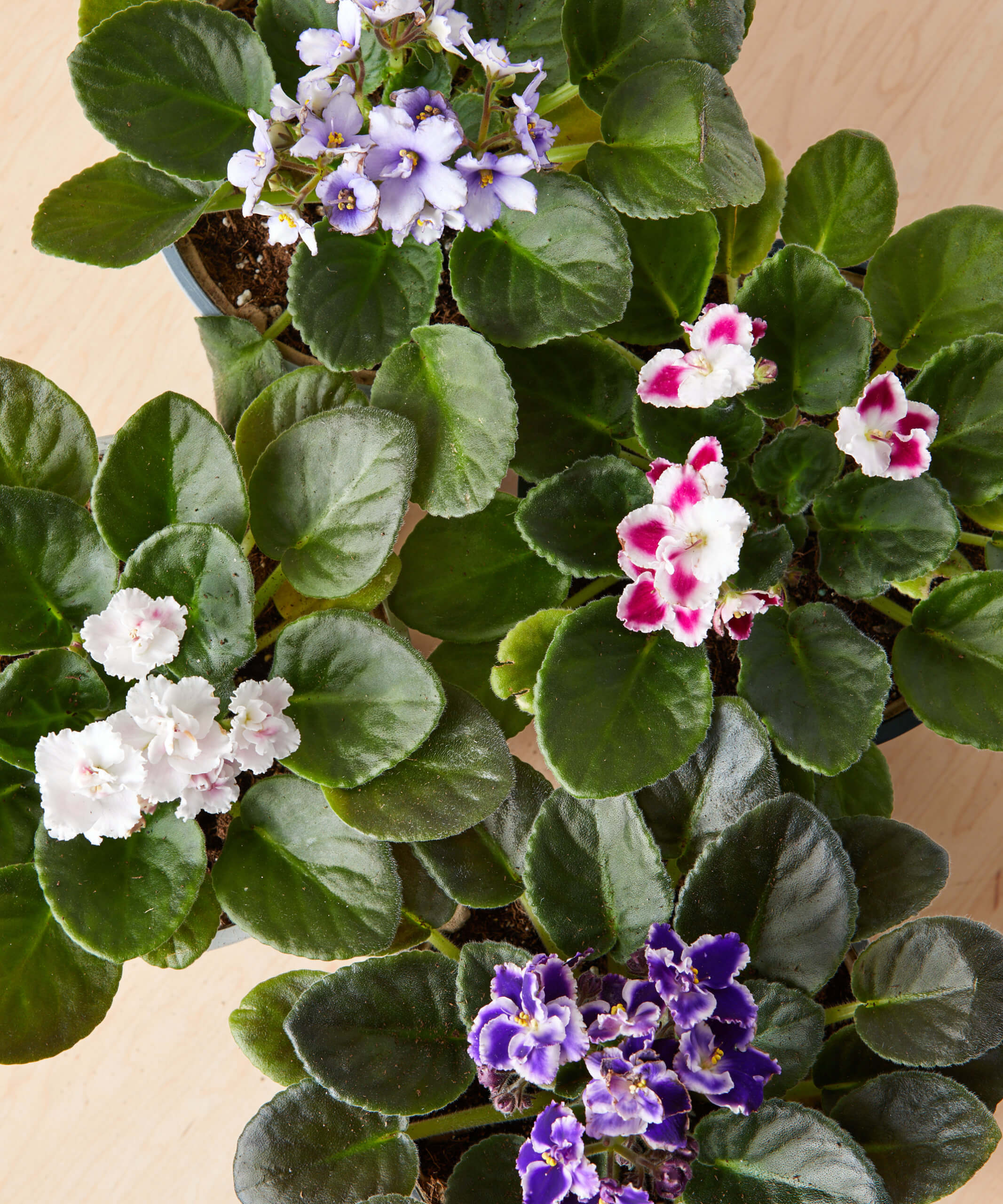African Violet