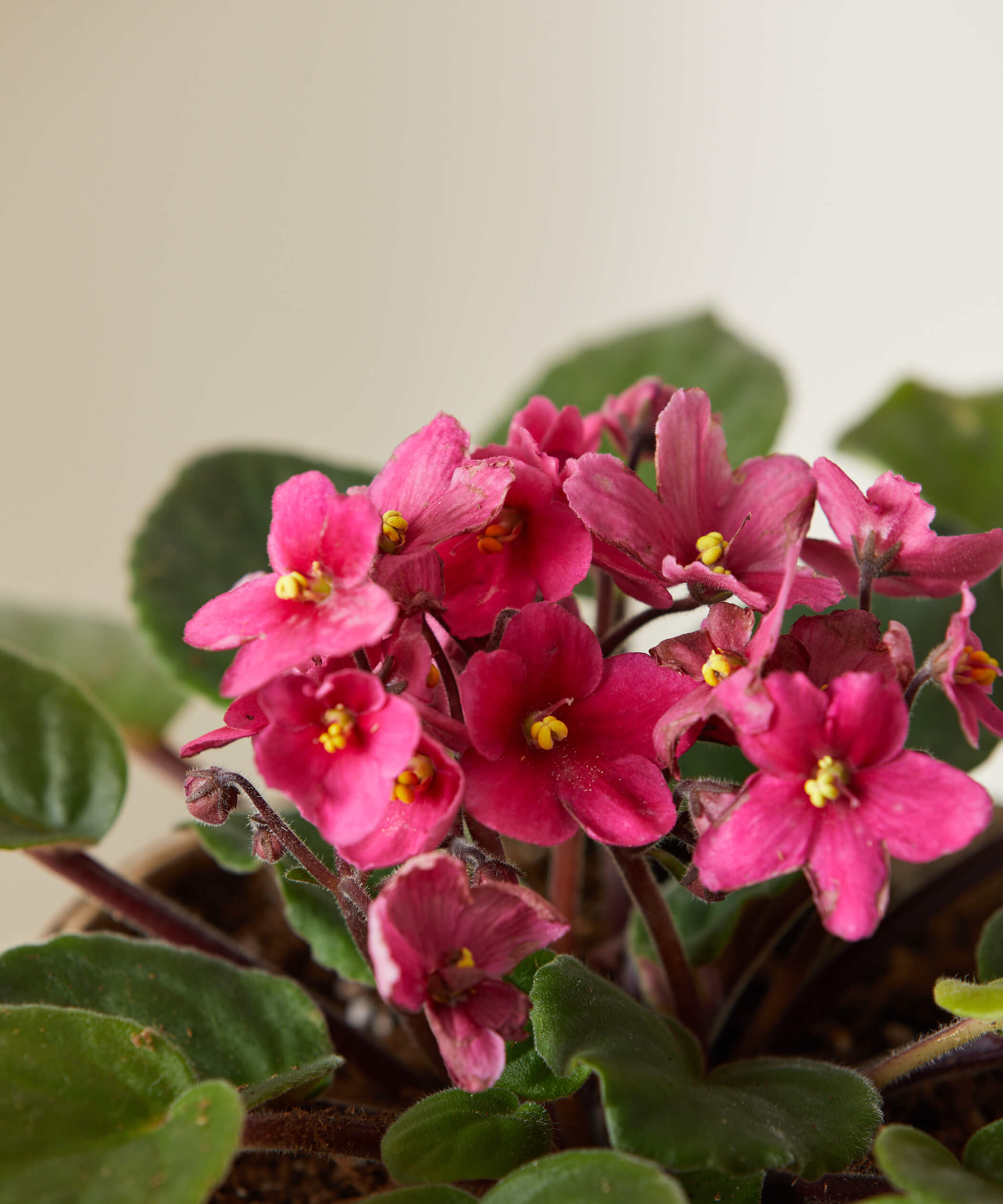 bloomscape_african-violet_pink_small_detail1