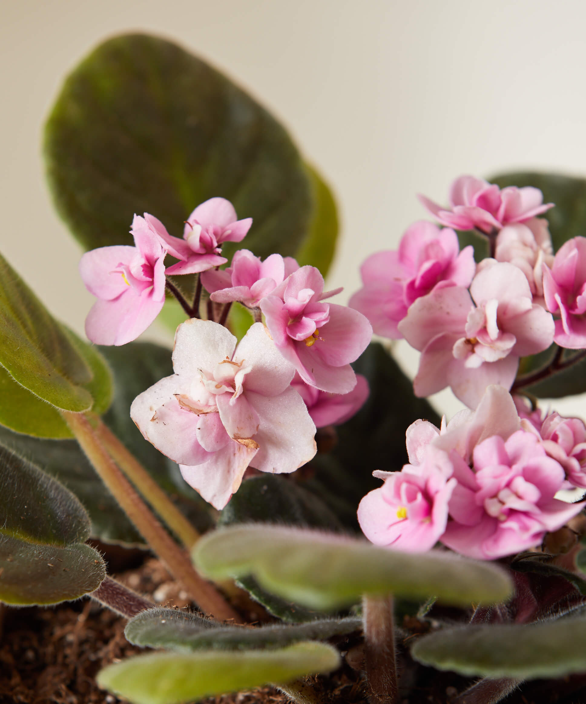 bloomscape_african-violet_pink_small_detail3