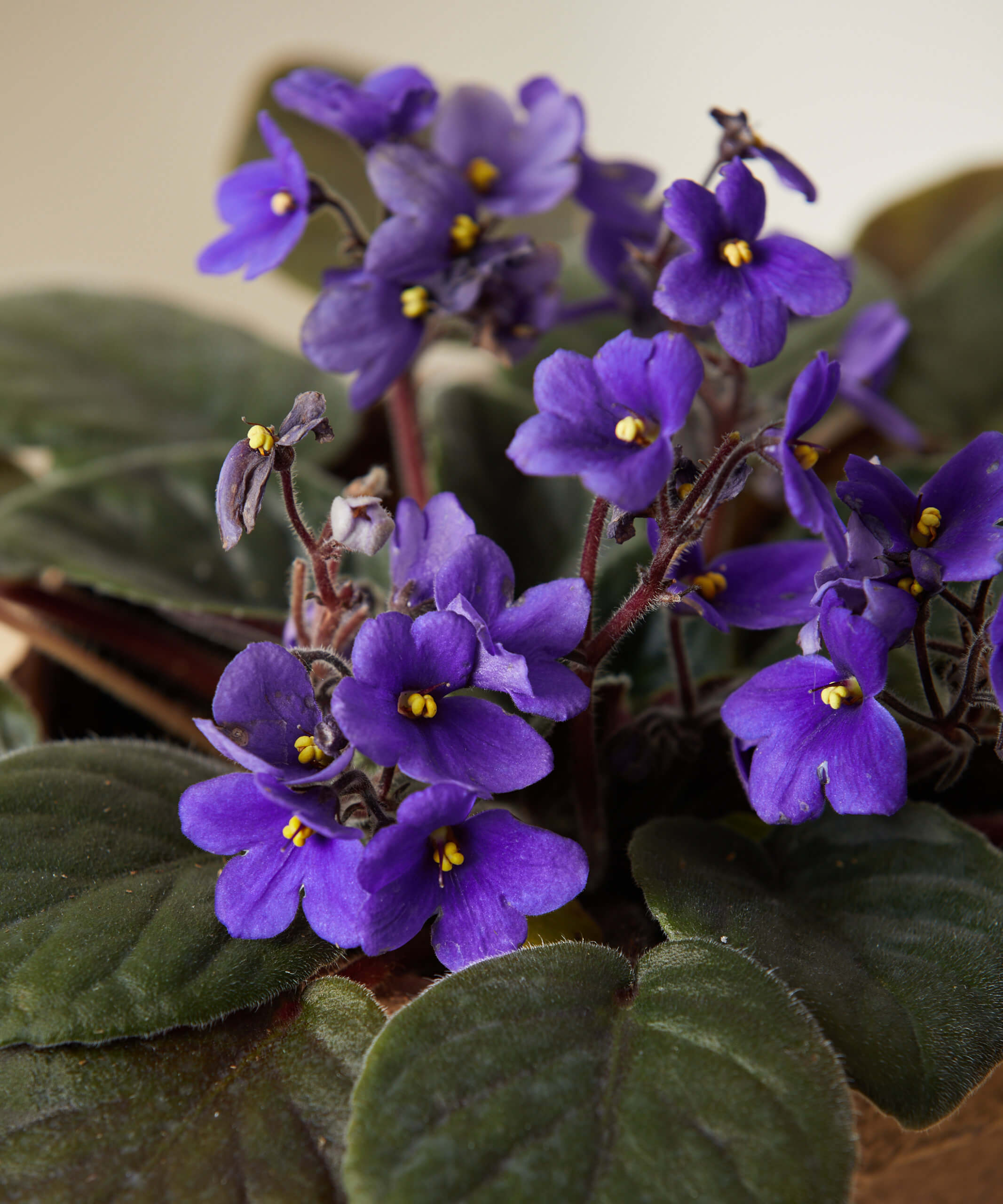 Purple African Violet